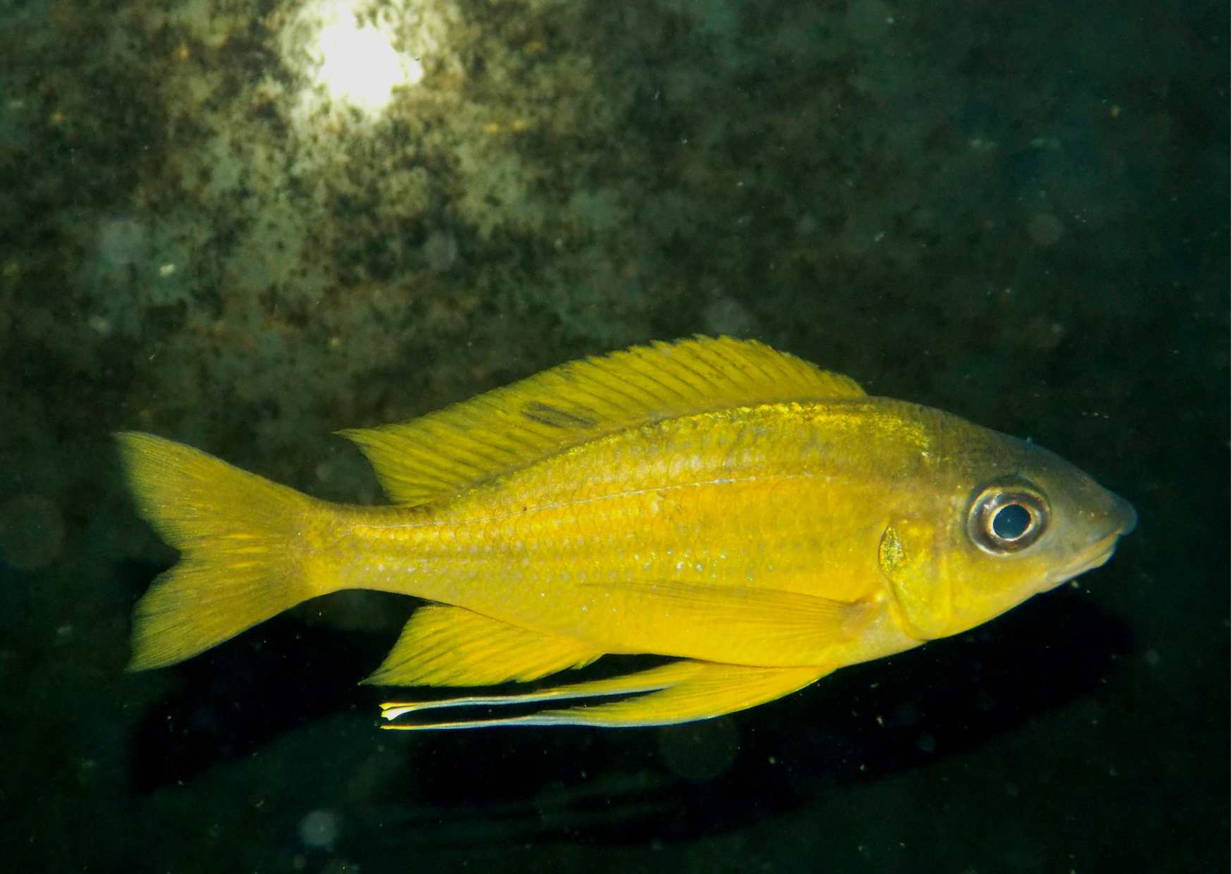 Ophalmotilapia nasuta Kipili WF samec