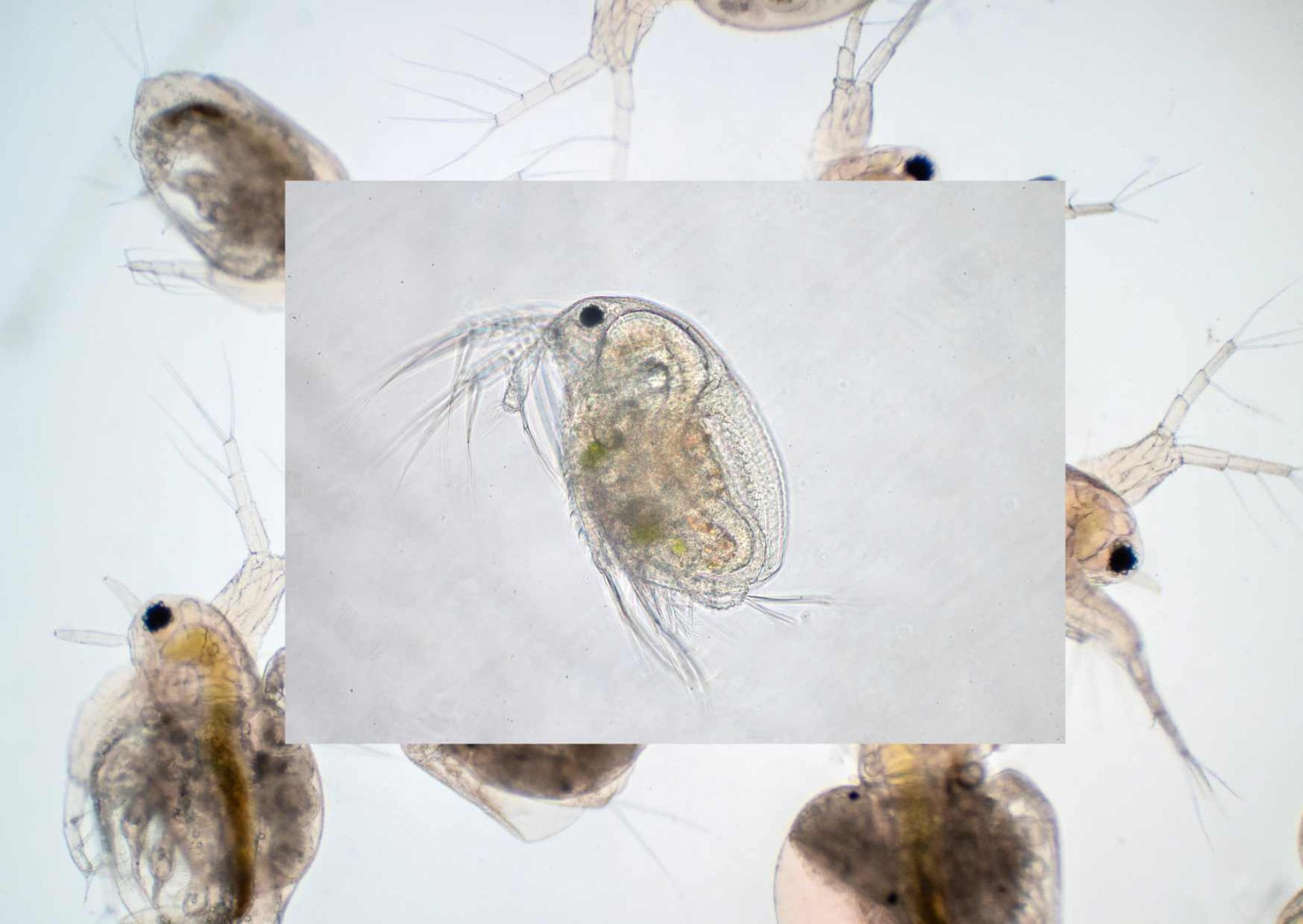 Guide for Breeding Daphnia magna