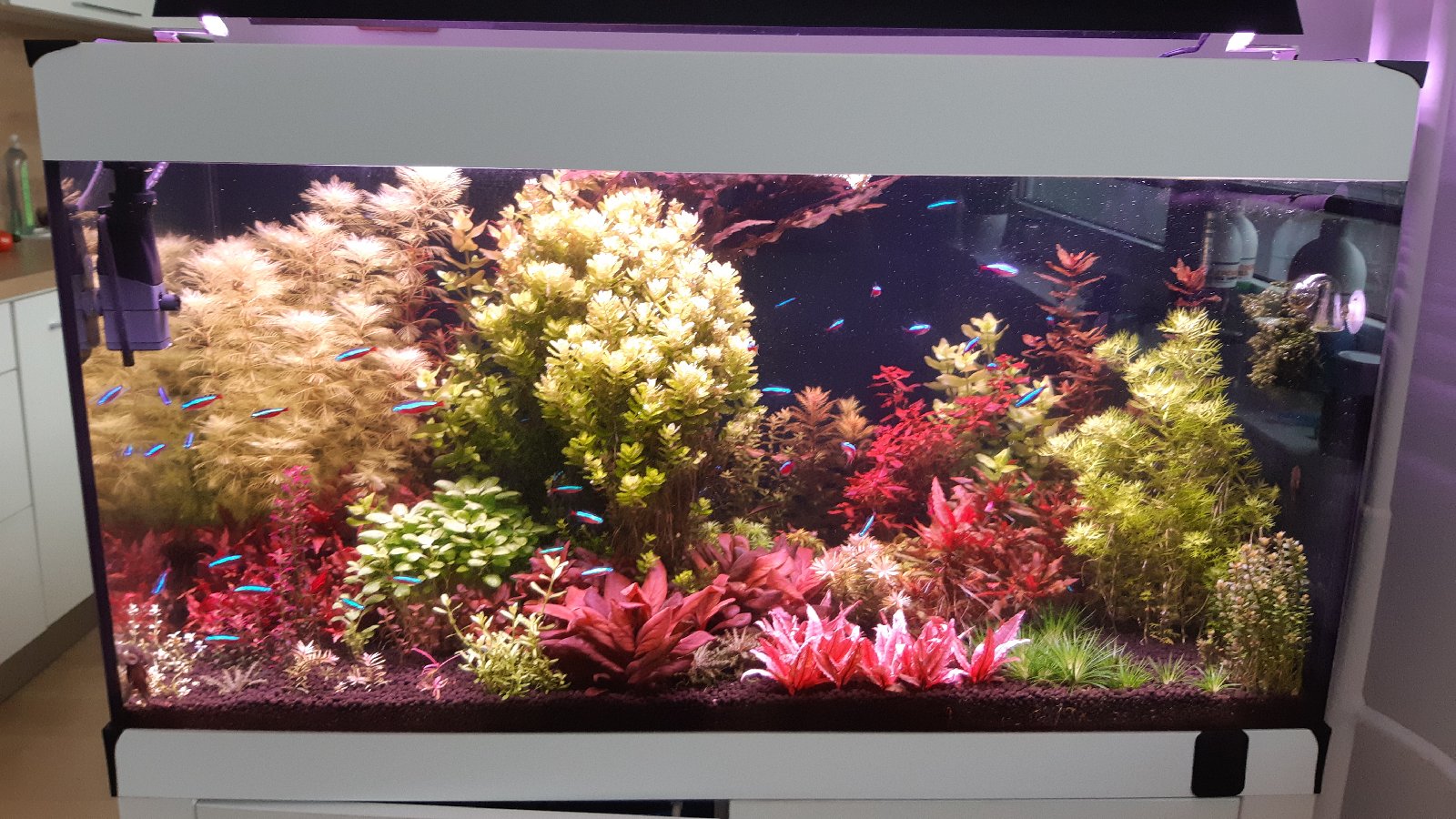 Rastlinné akvarium