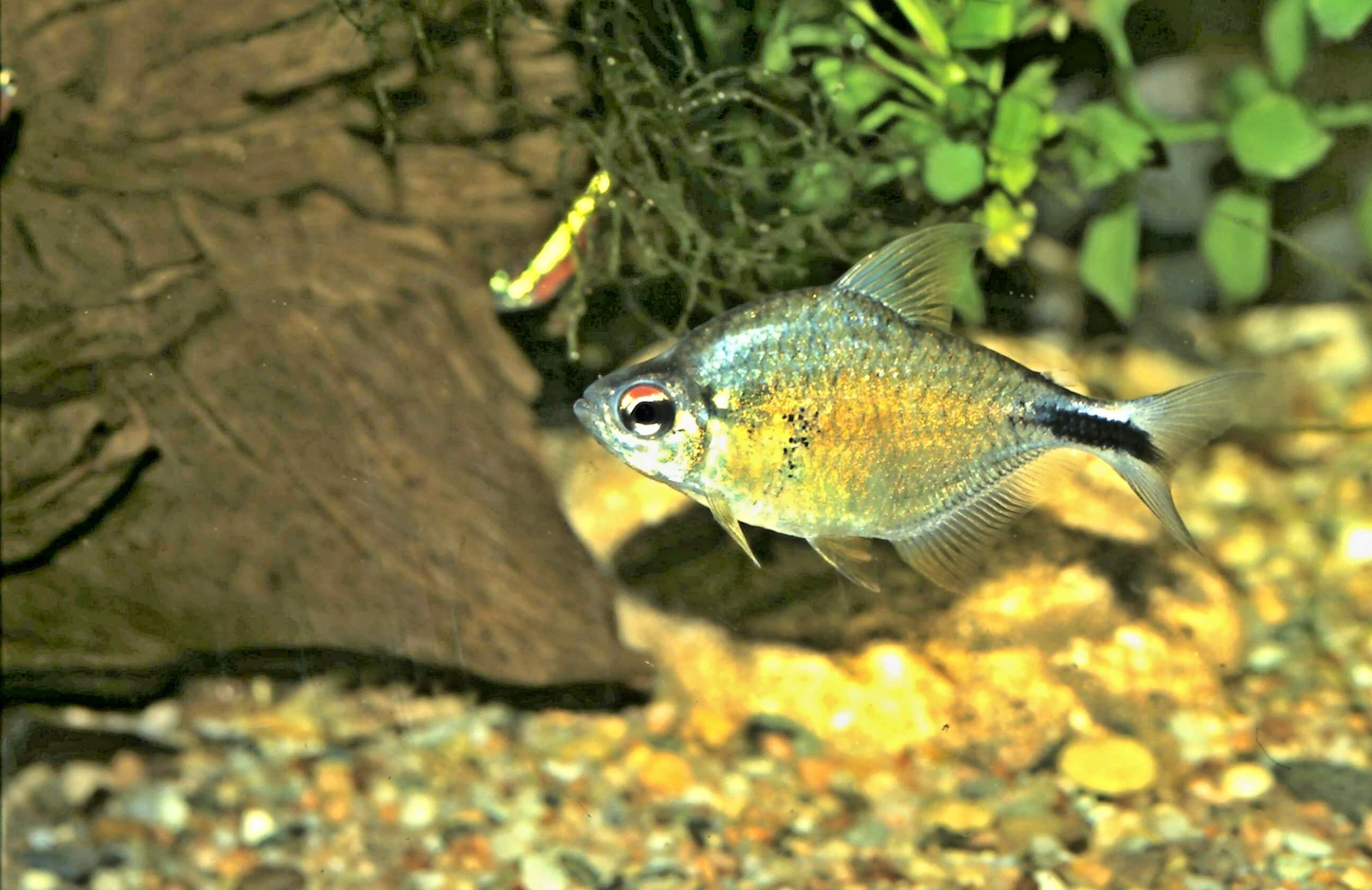 Rod Astyanax a atraktivní novinka Astyanax leopoldi