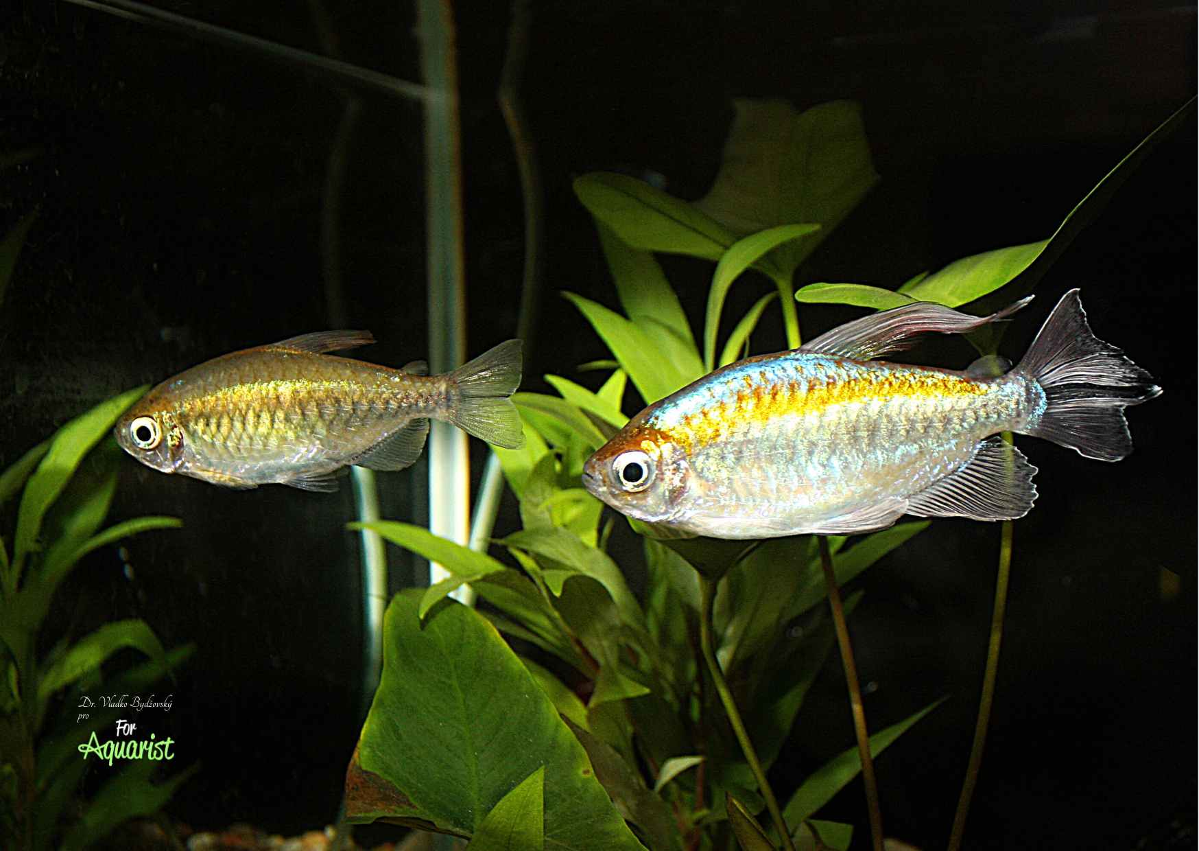 1. Pár dospělých konžských teter, sameček je vpravo.