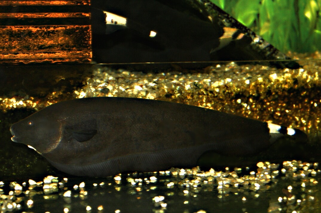 Schwach elektrische Fische in der Aquaristik: Porträt des Apteronotus albifrons (Weißstirn-Messerfisch)