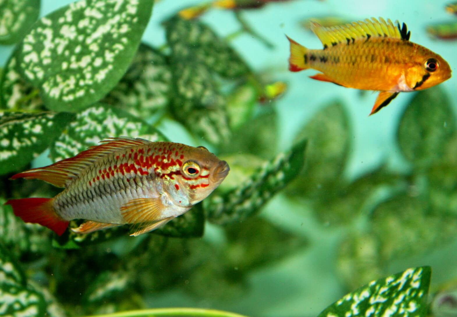 1. A pair of adult cichlids, the male on the left.