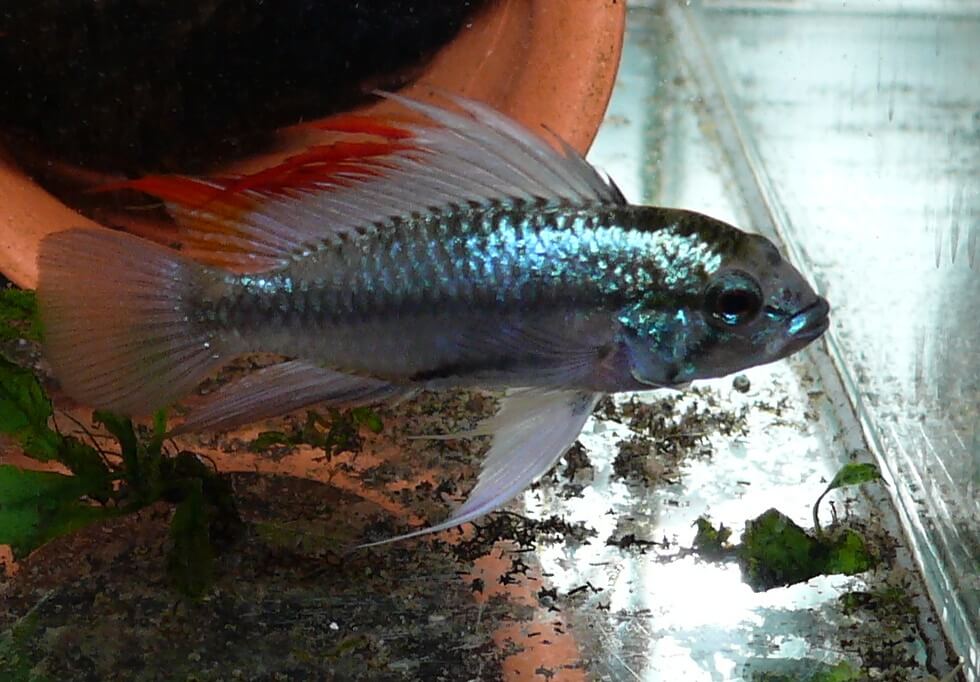Sameček Apistogramma trifasciata, velice atraktivní barevná forma.