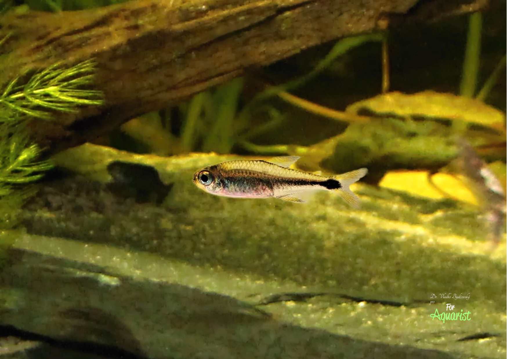 Hyhessobrycon borealis, Kourou River Fr.Guyana