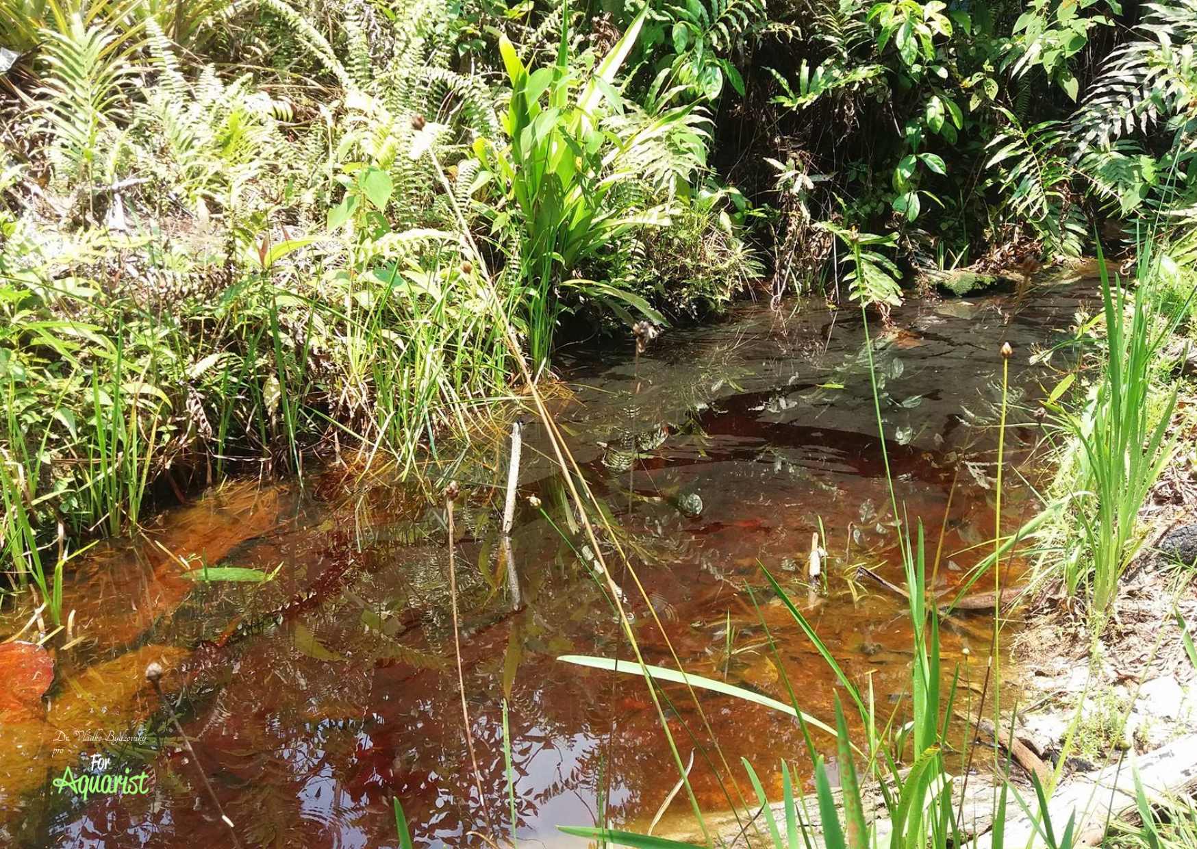 2.	Malý potok na dolním Rio Yavari byl domovinou nejen cichlidek, ale i teter a pancéřníčků. 