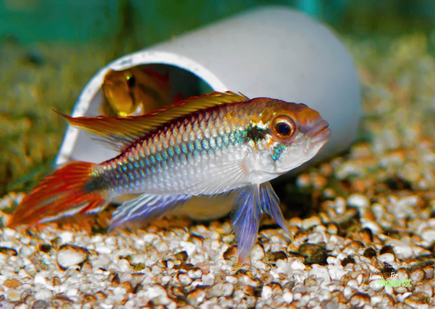 11.	Klasicky samička hlídá snůšku v jeskyňce, sameček hlídá okolí.