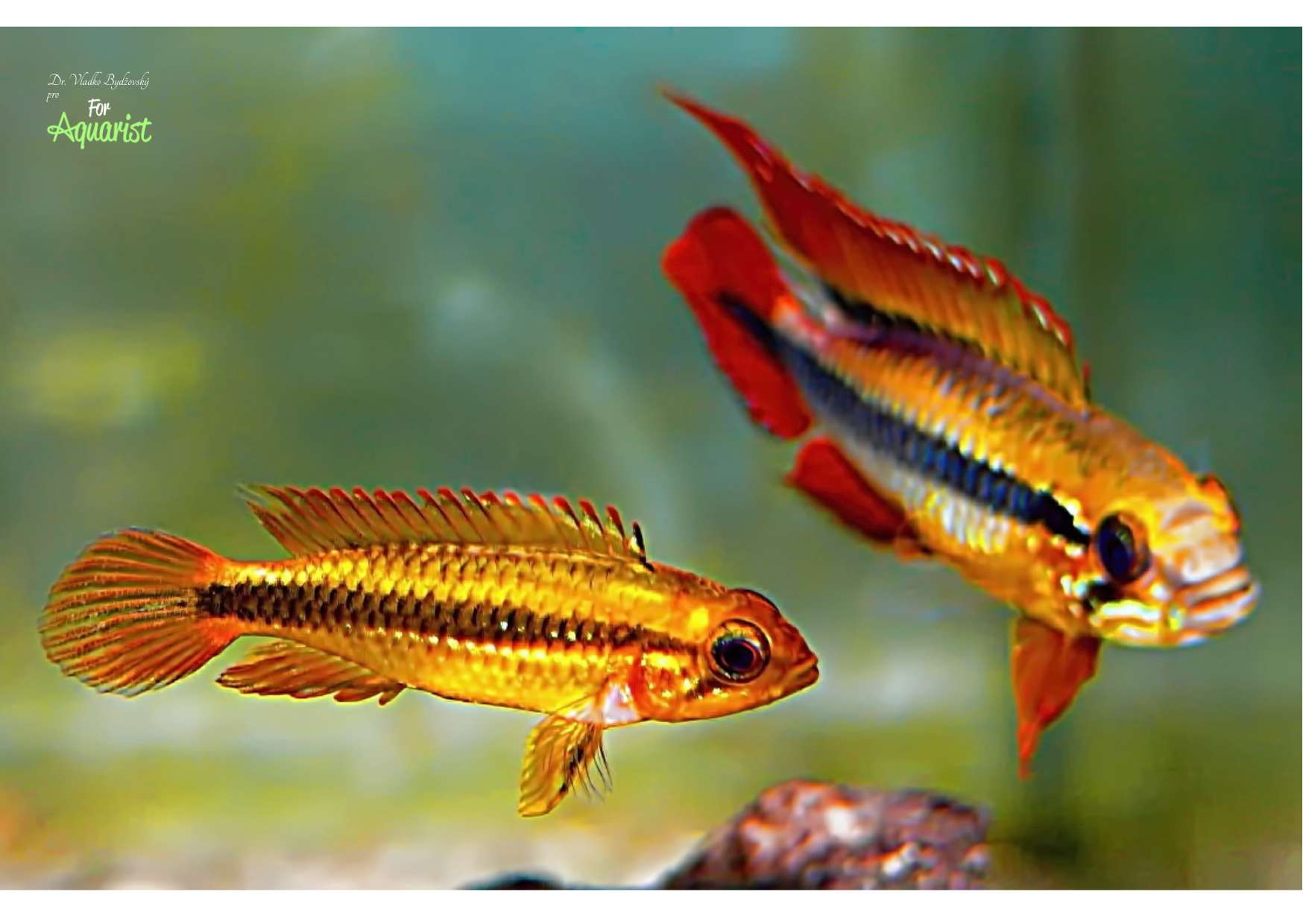 12.	Asi nejoblíbenější agassizka je její barevná varianta „double red“.