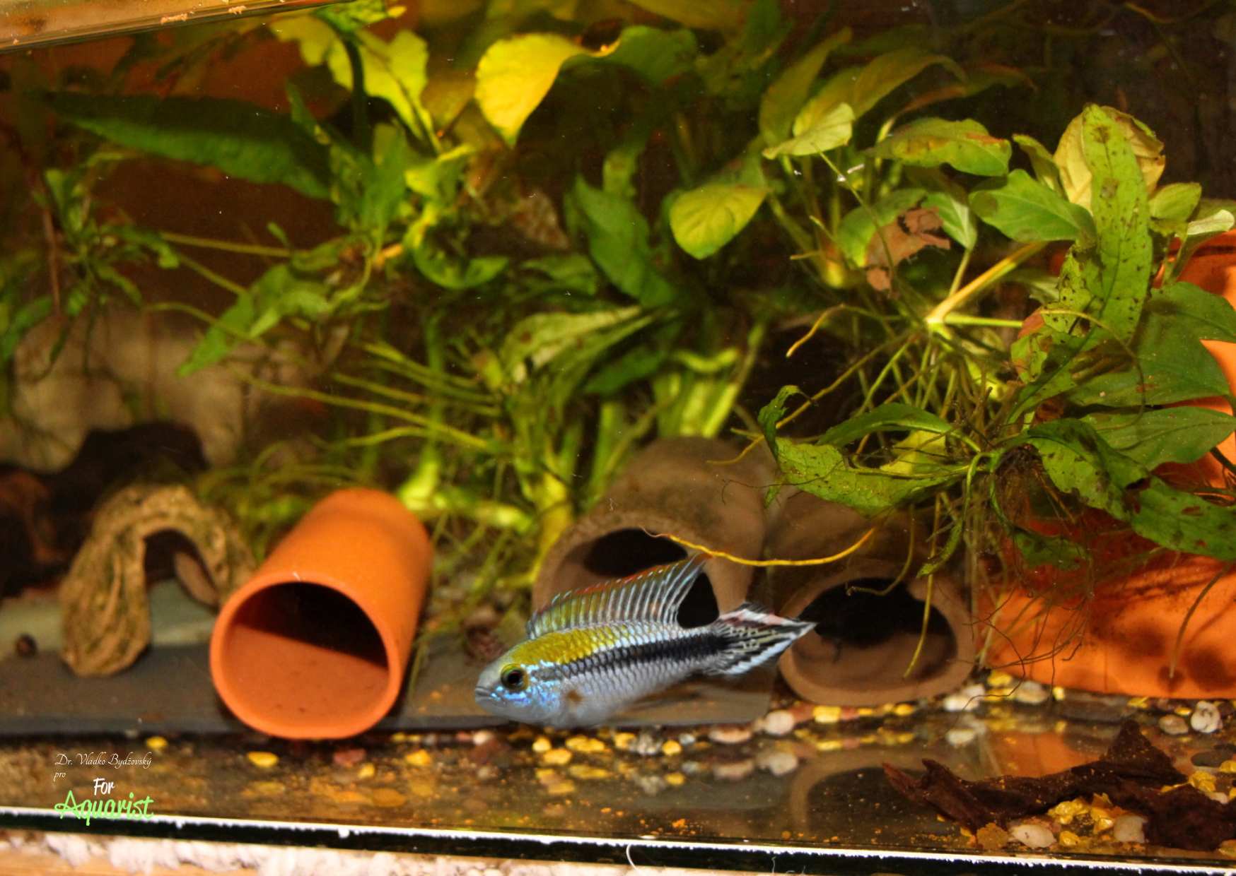 4.	Asi 40litrová druhová nádrž pro cichlidky.