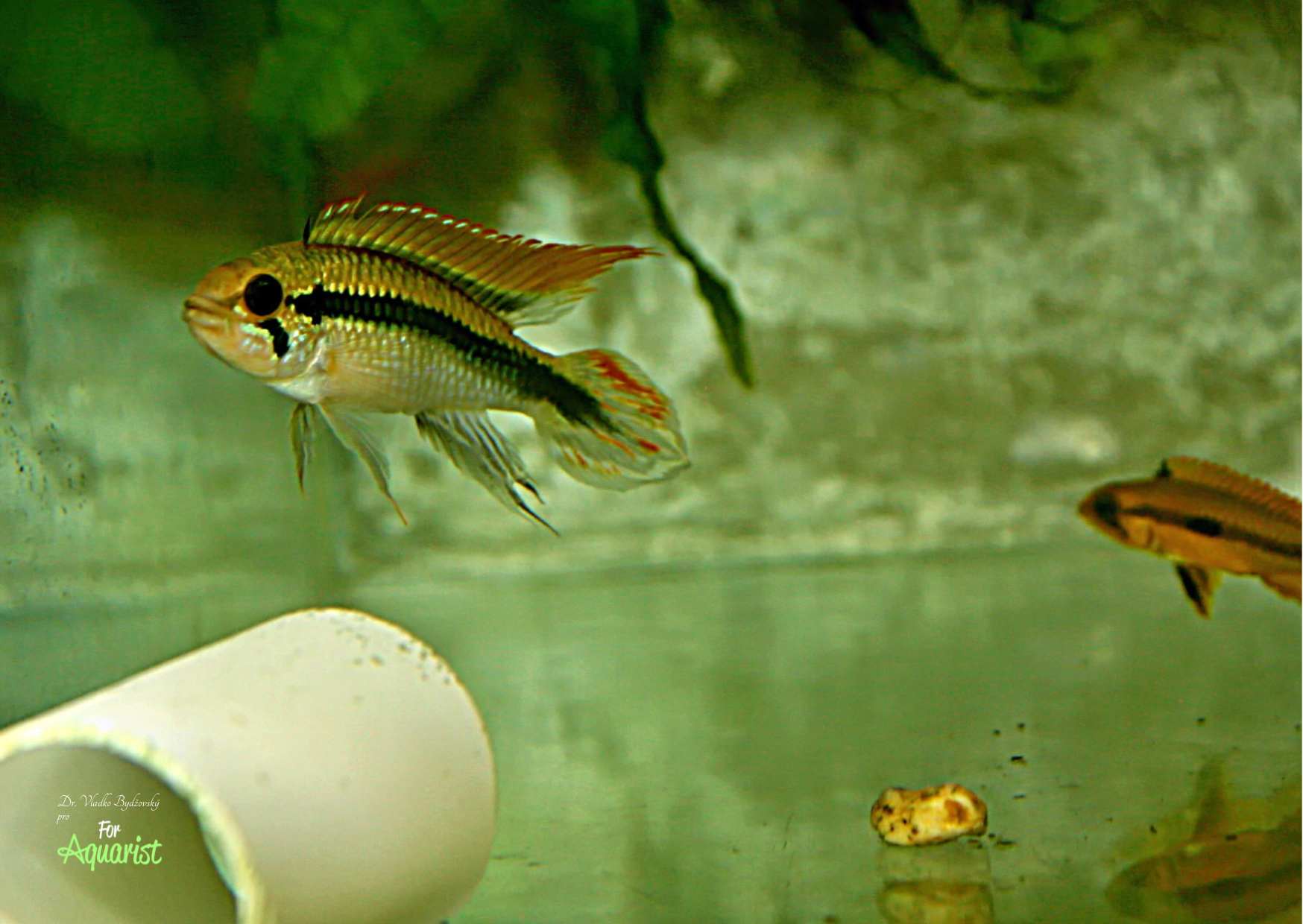 6.	20litrová vytíračka pro cichlidky. Klasicky jednoduše zařízená, stačí jen plastová trubka a dobře připravený pár rybek. 