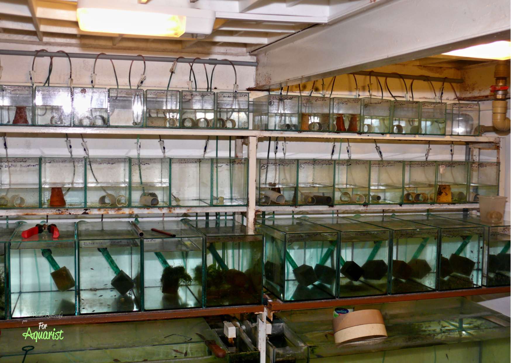 7.	Stojan u profi chovatele.