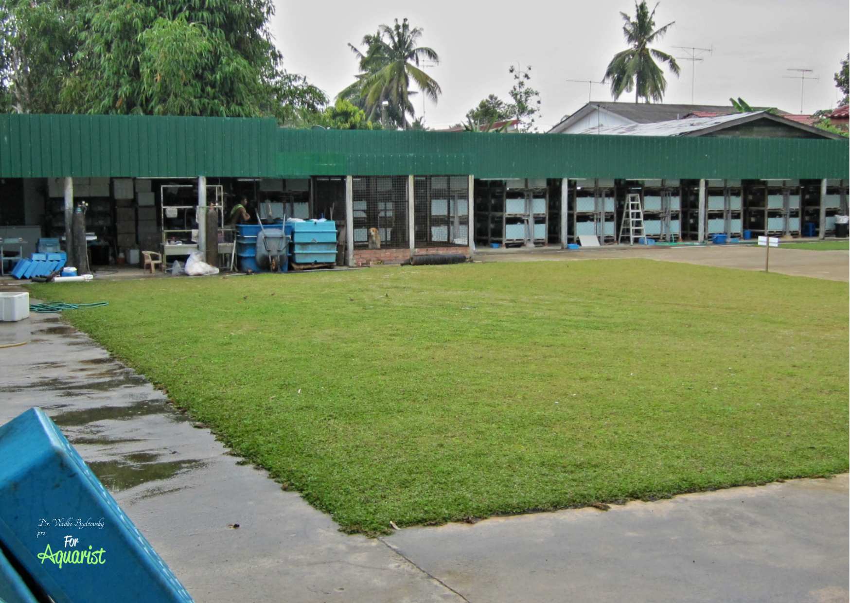 8.	Odchovna pro cichlidky v jihozápadní Malajsii s celkovým objemem 300 000 l.