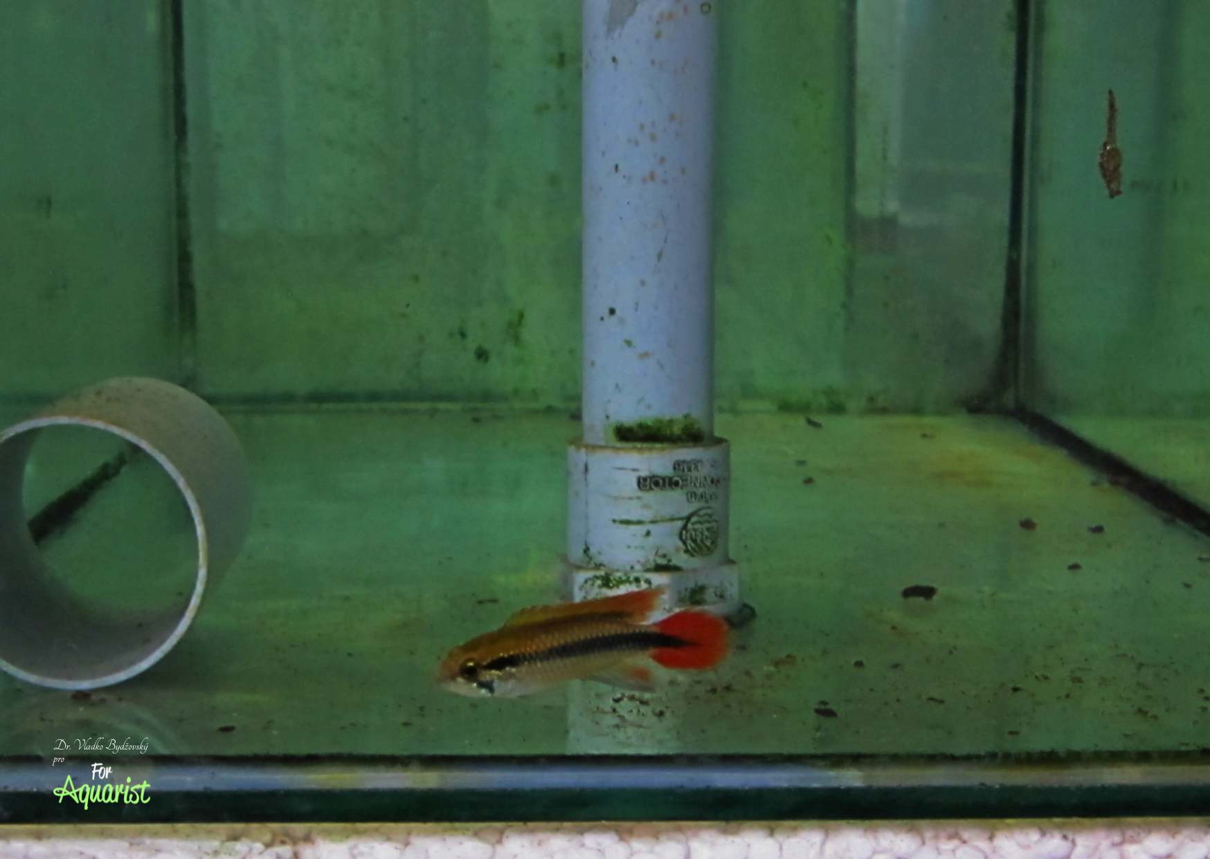 9.	Vytíračky malajských profi chovatelů silně připomínají vytíračky některých českých cichlidkářů. Na obr. 20litrová nádrž. 