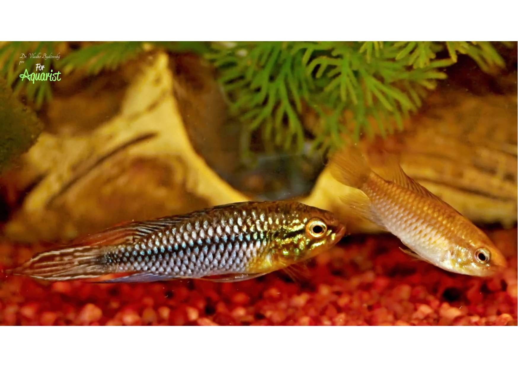 10.	Agassizky se běžně třou i ve společné nádrži – na obrázku A.agassizii Rio Mamoré.