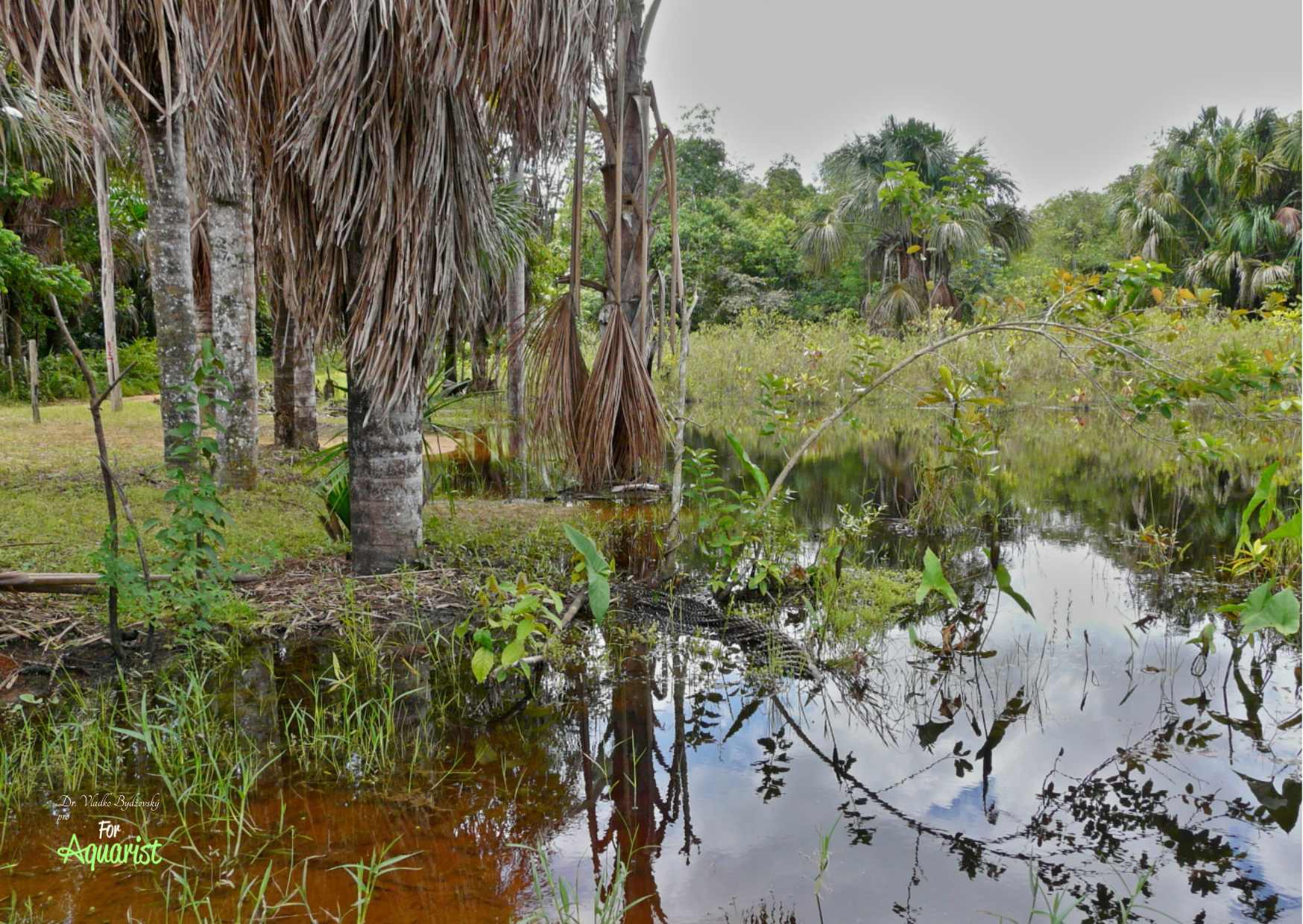 1.	Slepé rameno na dolním Rio Ucayali je domovinou řady cichlidek.