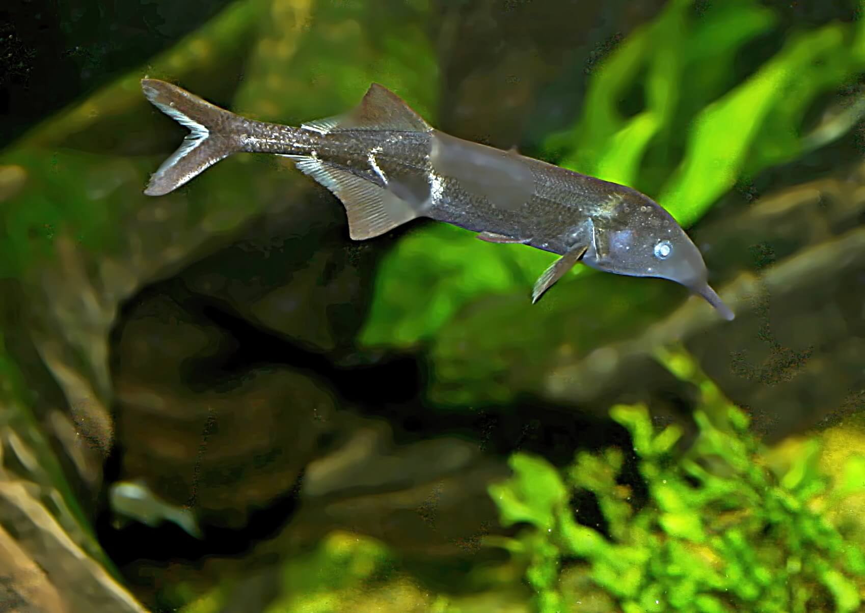 10.	Gnathonemus petersii, Marmorierter Rüsselbarbe, erreicht eine Länge von bis zu 25 cm und stammt aus Zentralafrika, hauptsächlich aus dem Gebiet des Kongo und Kameruns. Sie leben aber auch in den oberen Abschnitten des Blauen und Weißen Nils. Da diese Fische in der Regel in trüben Gewässern leben, haben sie ein schlechtes Sehvermögen. Sie sind jedoch nicht völlig blind, ihre Augen sind mit einer transparenten Schutzmembran bedeckt. Bei Gefahr graben sie sich kopfüber in den Schlamm oder in den Sand, ohne dabei ihre Augen zu verletzen. Als einzige Süßwasserfische können sie sich aktiv von Ektoparasiten befreien, indem sie sich auf die Seite legen (was sie in einem Bruchteil einer Sekunde tun können) und sich dann mit vorwärts und rückwärts gerichteten Bewegungen am Sandboden reiben. Das schwache Sehvermögen wird durch die außergewöhnliche Fähigkeit anderer Sinnesorgane, insbesondere durch die gut funktionierende Seitenlinie und den Geschmack, ersetzt. So erkennen sie leicht drohende Gefahren und suchen nach Nahrung. Das elektrische Organ im Schwanzflossenstiel erzeugt schwache elektrische Impulse, mit deren Hilfe die Fische nach Nahrung suchen oder Gefahren wahrnehmen. Ähnlich wie Delfine und Fledermäuse haben sie ein „Sonar“, das bei Verstärkung auch vom menschlichen Ohr hörbar sein kann.