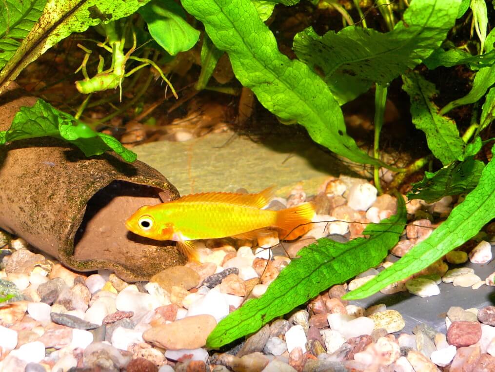 8. Słabszy samczyk woli odpłynąć gdzieś, aby się schować.