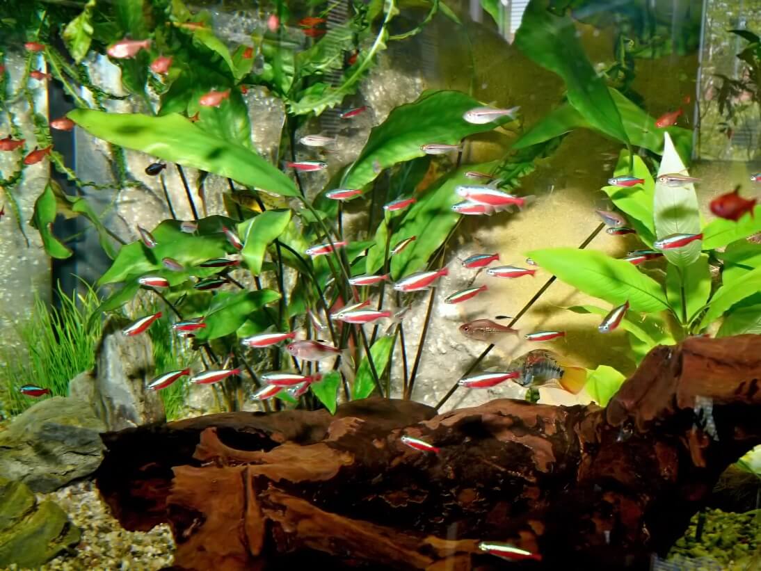10. The company can make a school of red neon tetras and other calmer tetras for the cichlids.