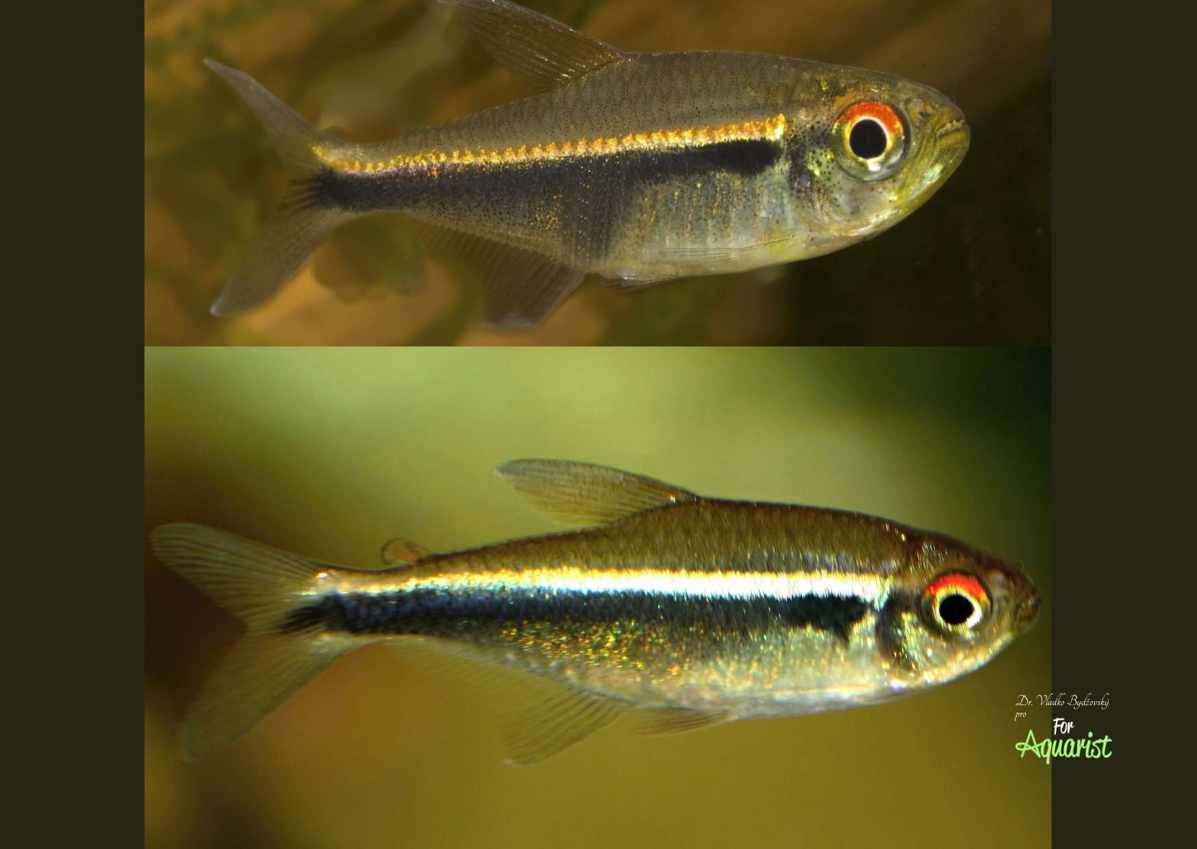 Hyphessobrycon herbertaxelrodi, nahore cf.herbertaxelrodi