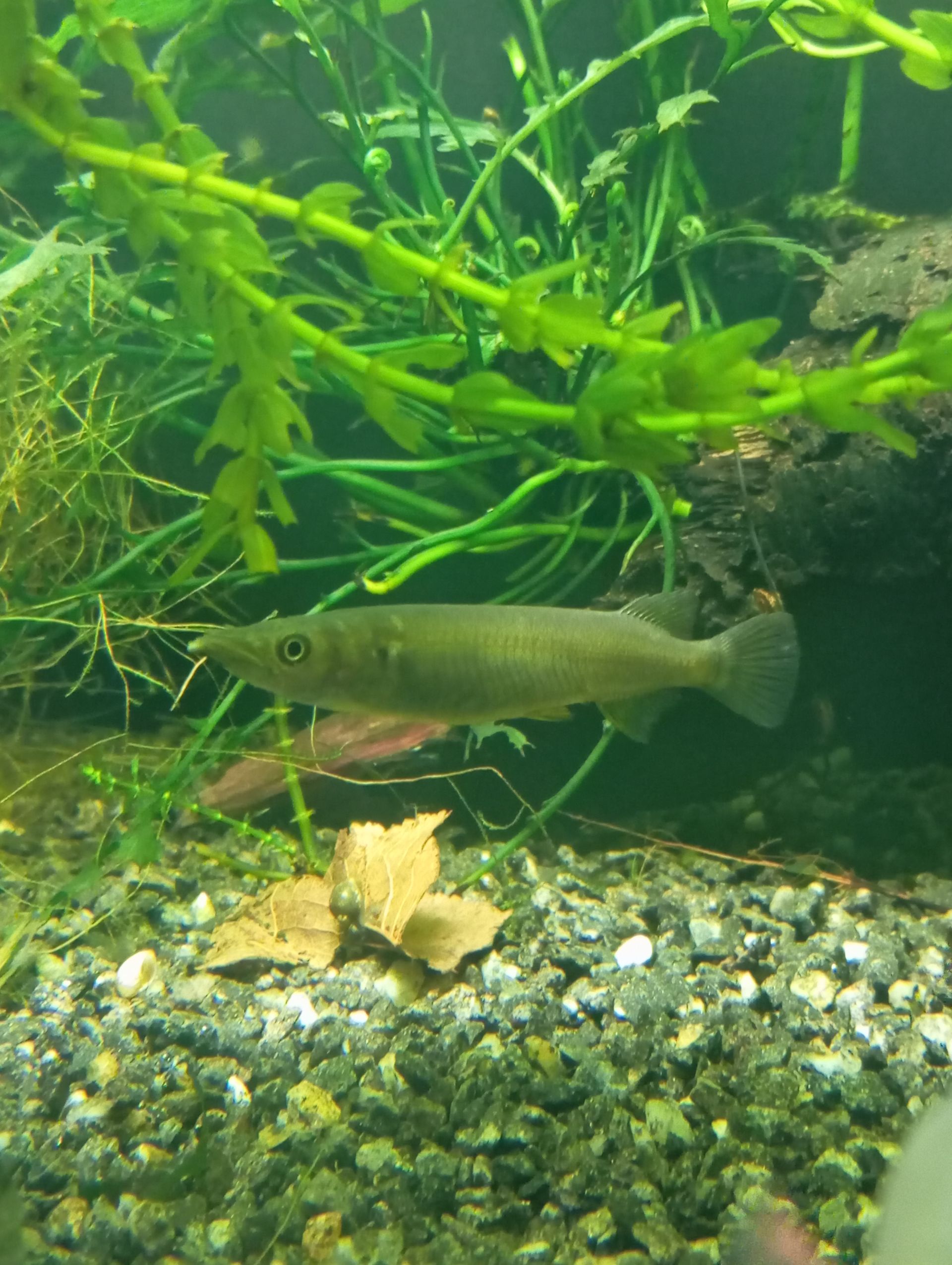 Nomorhamphus celebensis