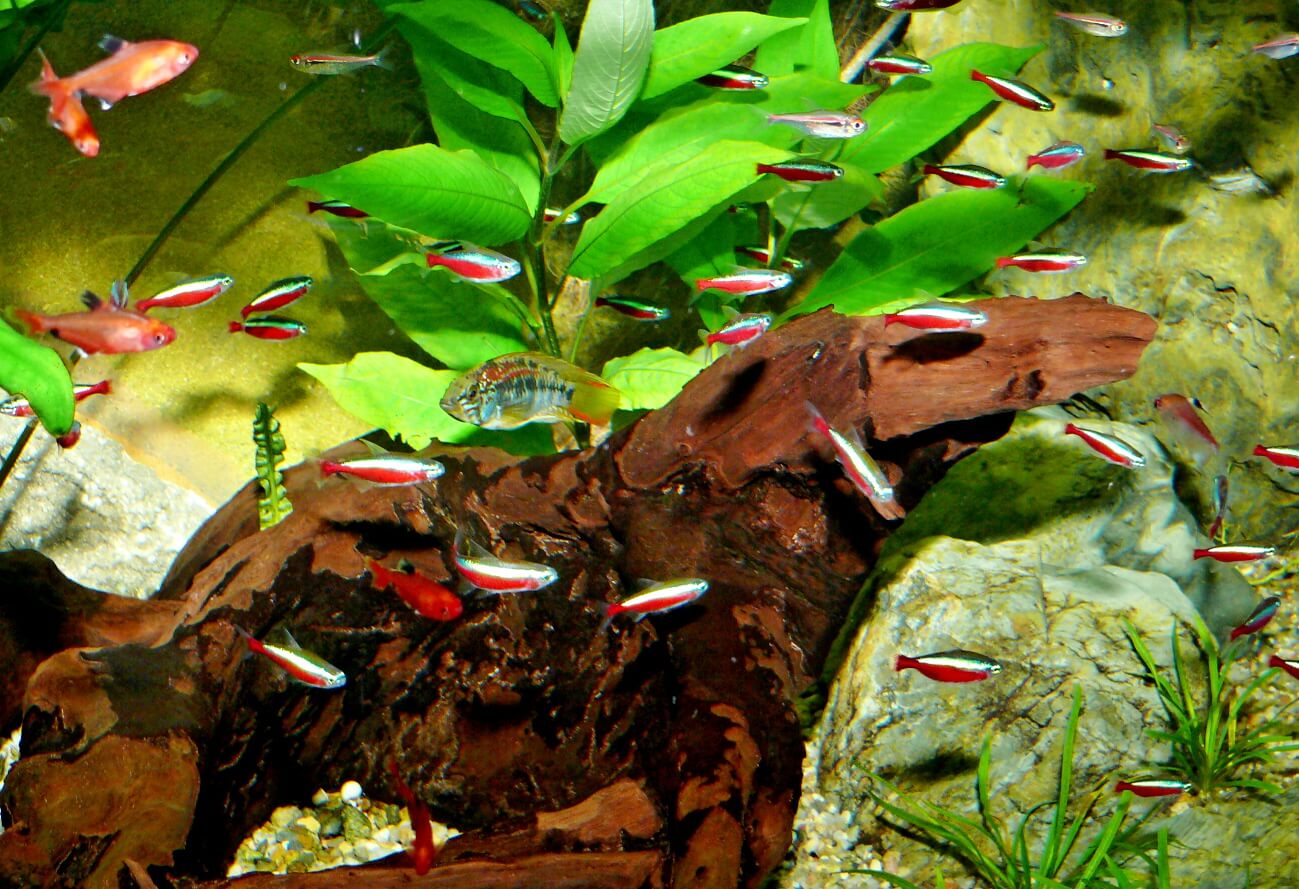 Among the many smaller tetras, cichlids are not usually as shy.