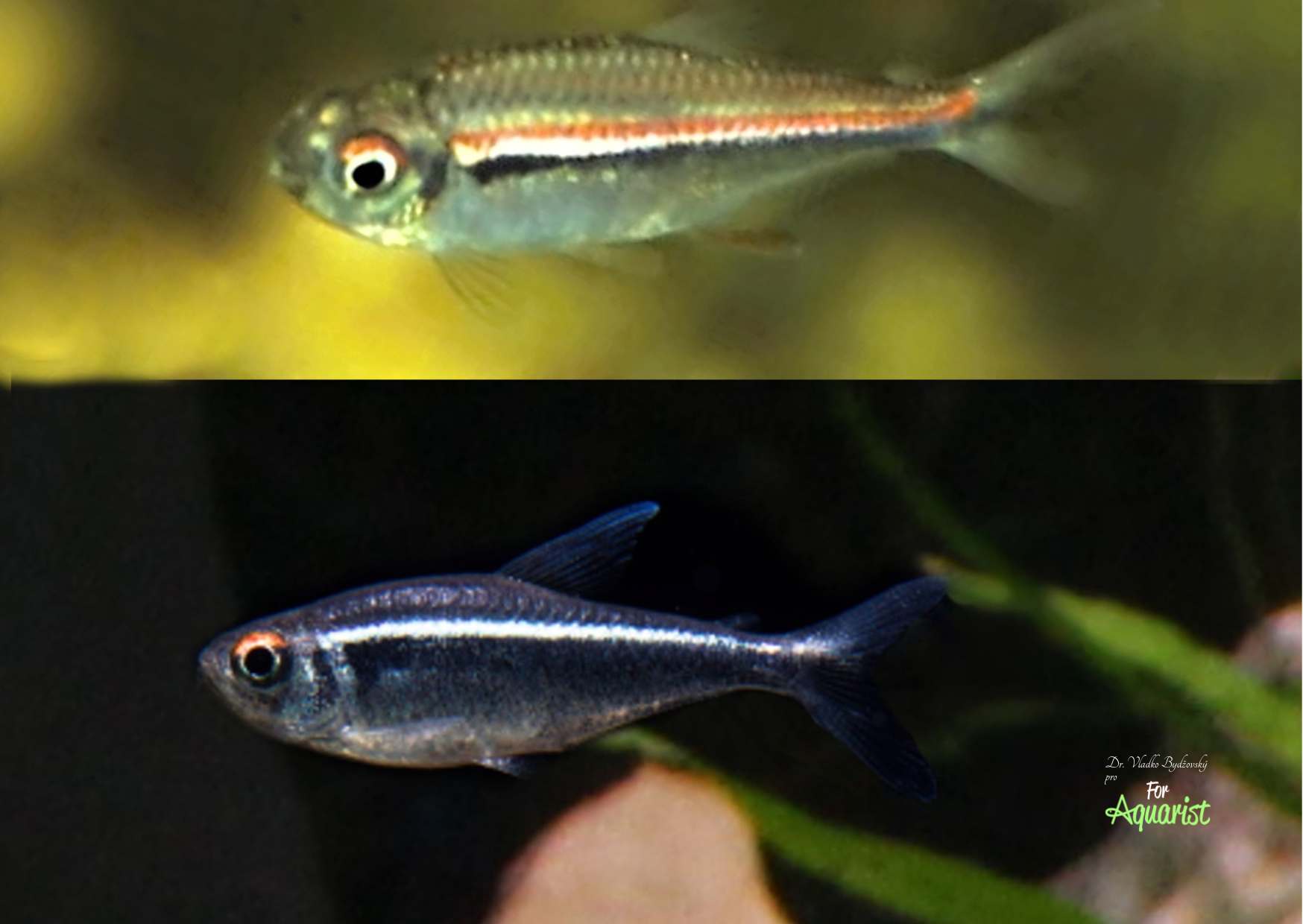 Hyphessobrycon heterohabdus PANTANAL, nahore forma zo 90.let