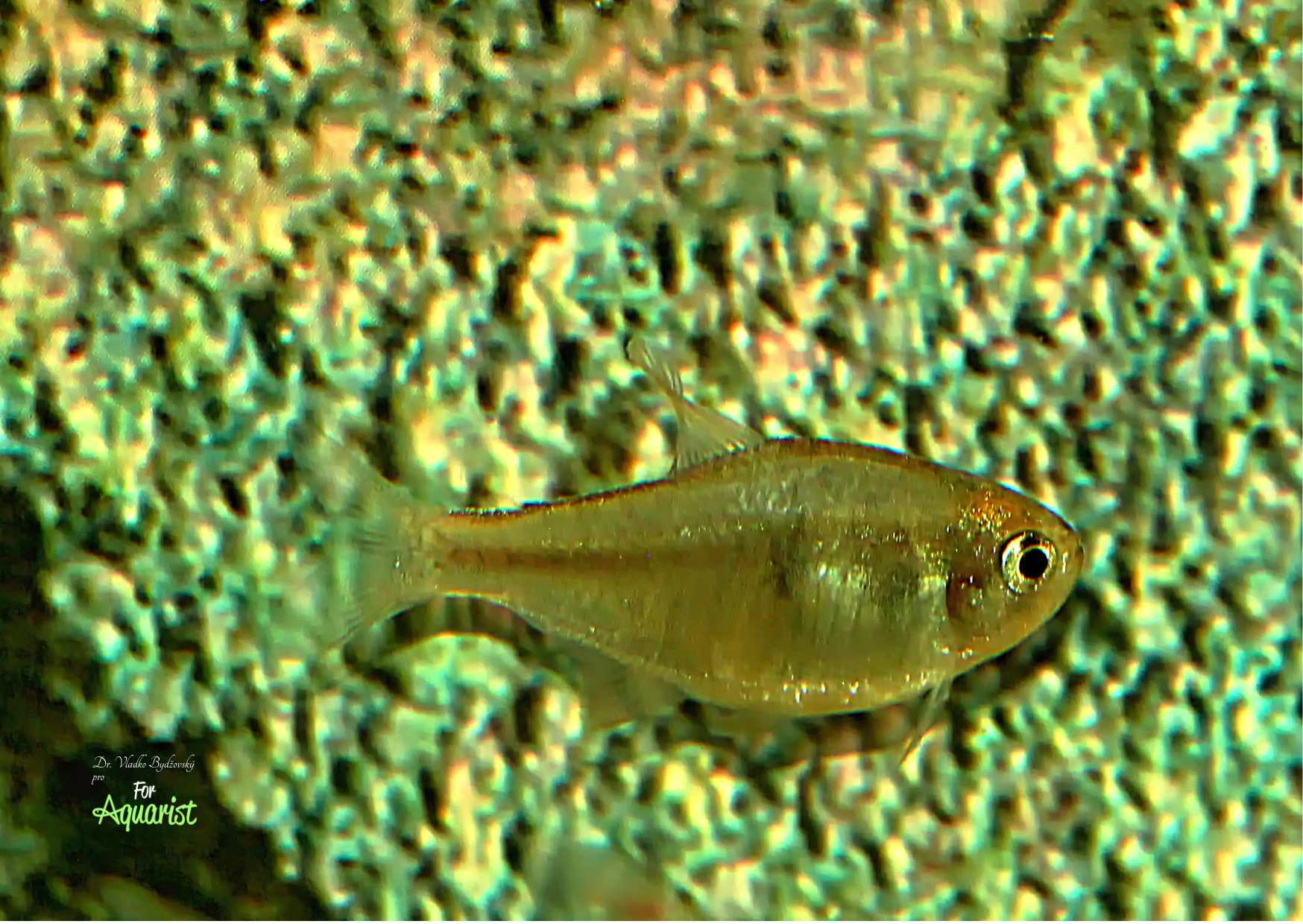 Hyphessobrycon weitzmanorum