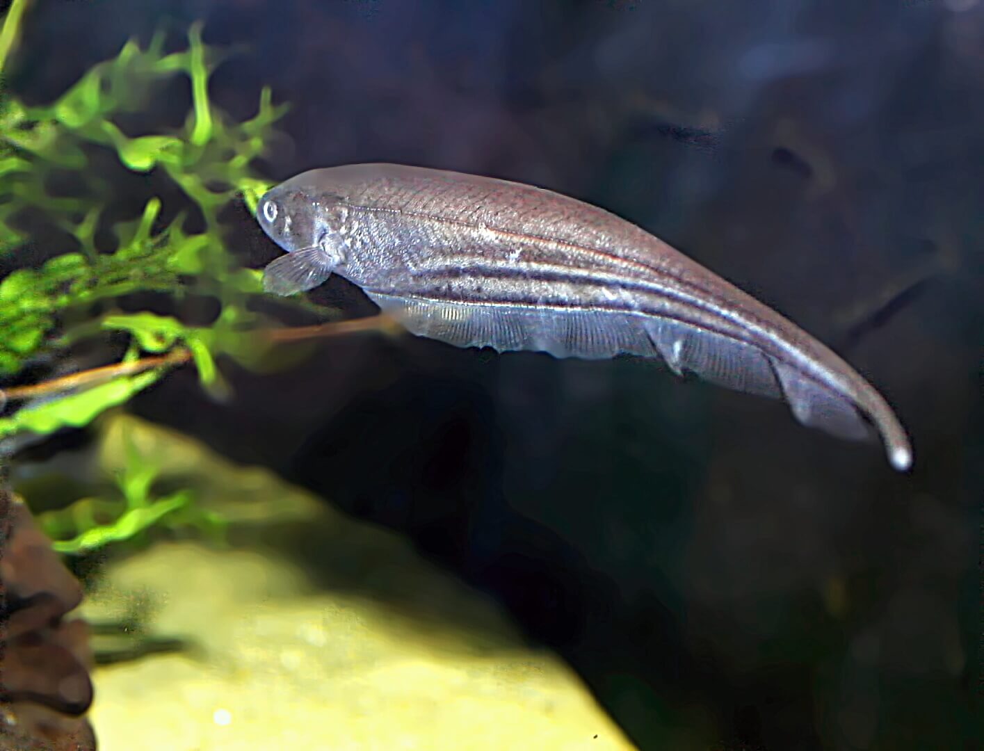 Eigenmania virescens, die langschwänzige Grünespecht, gibt ebenfalls schwache elektrische Entladungen ab, die auch zur gegenseitigen Kommunikation dienen. Männchen erreichen eine Länge von 30-35 cm, Weibchen sind kleiner, nur etwa bis 20 cm.