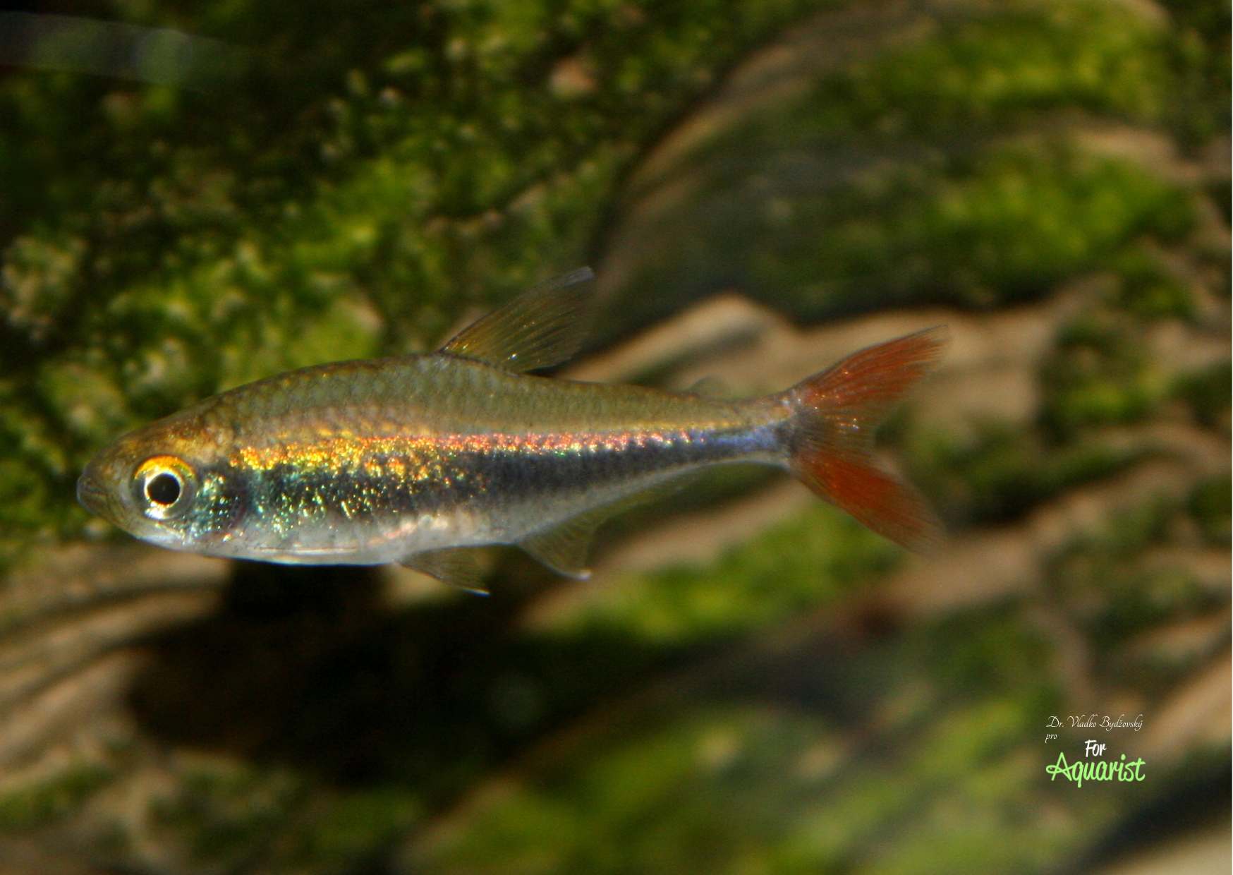 Hyphessobrycon loretoensis
