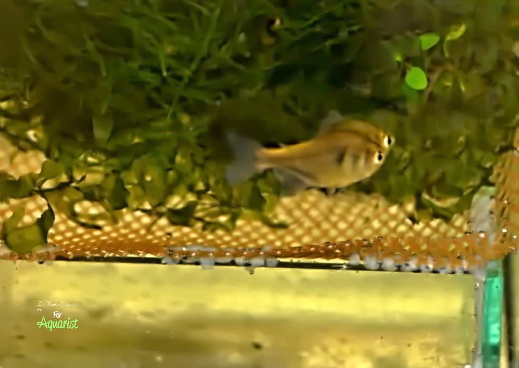 Hyphessobrycon weitzmanorum