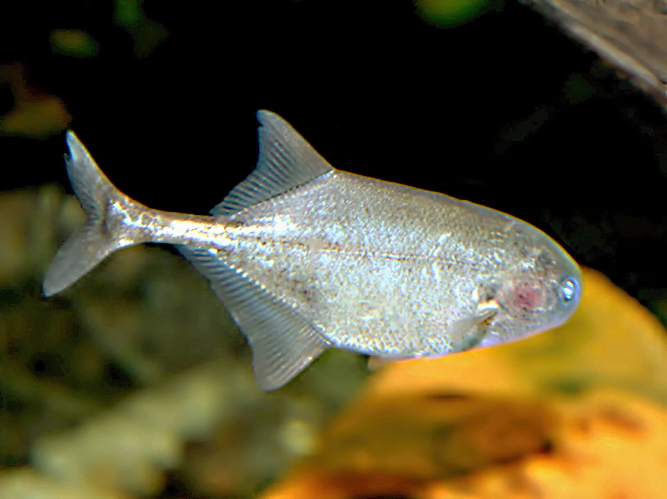 12.	Petrocephalus sp. gehört zur Unterfamilie Petrocephalinae, in der es heute etwa 20 Arten gibt, die eine Größe von 10-20 cm erreichen. Sie gehören auch zur Gruppe der Fische, die schwache elektrische Impulse (3-7 V) abgeben, die neben der Orientierung auch bei der Verteidigung helfen. Sie haben große Augen und sind tagsüber aktiv.