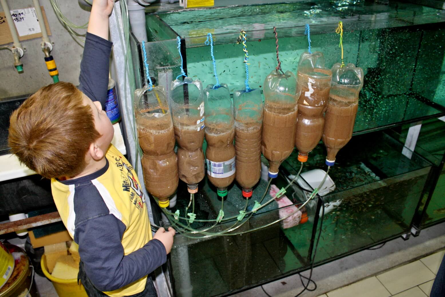 13. A very good feed is the nauplii of brine shrimp, which especially professional breeders can have a sufficient supply of.