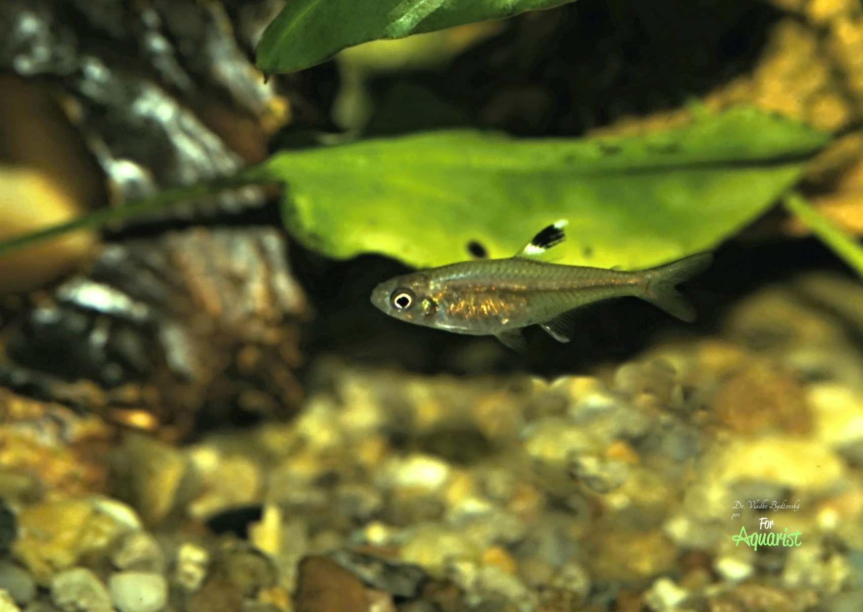 Hyphessobrycon minor