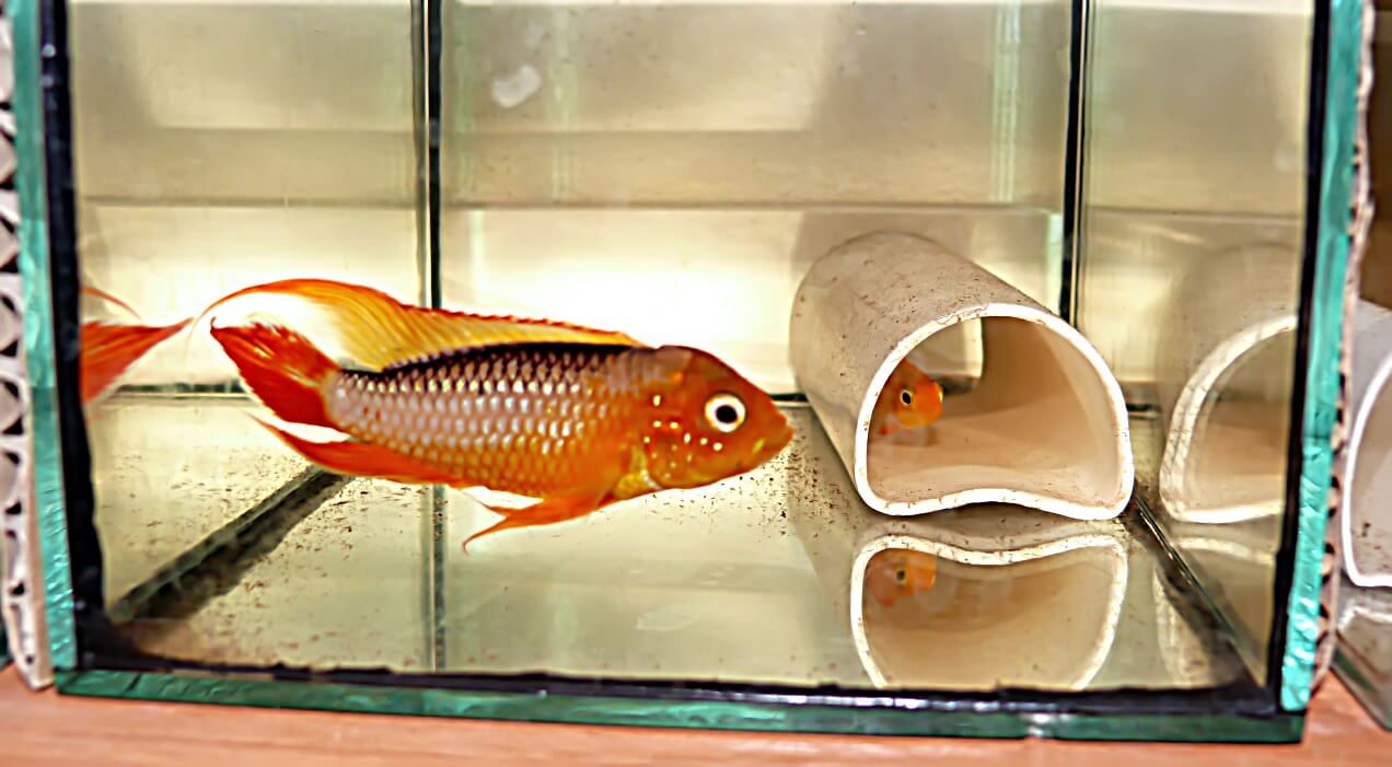 12.	Więcej czerwieni mają Apistoramma agassizii super fire red, na zdjęciu piękny samczyk, ale o nich aż kiedy indziej.