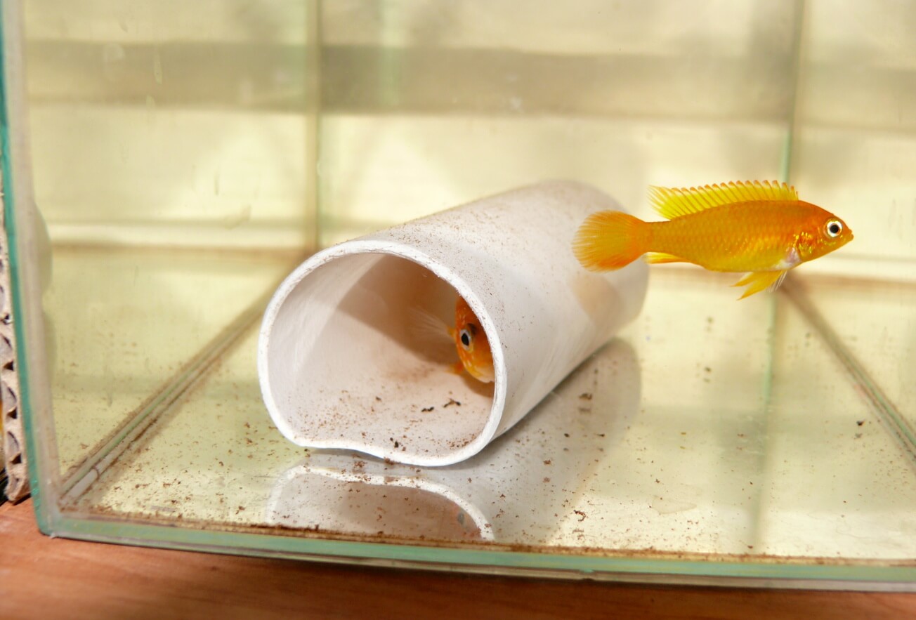 15. Samica starannie pilnuje swoje gniazdo.