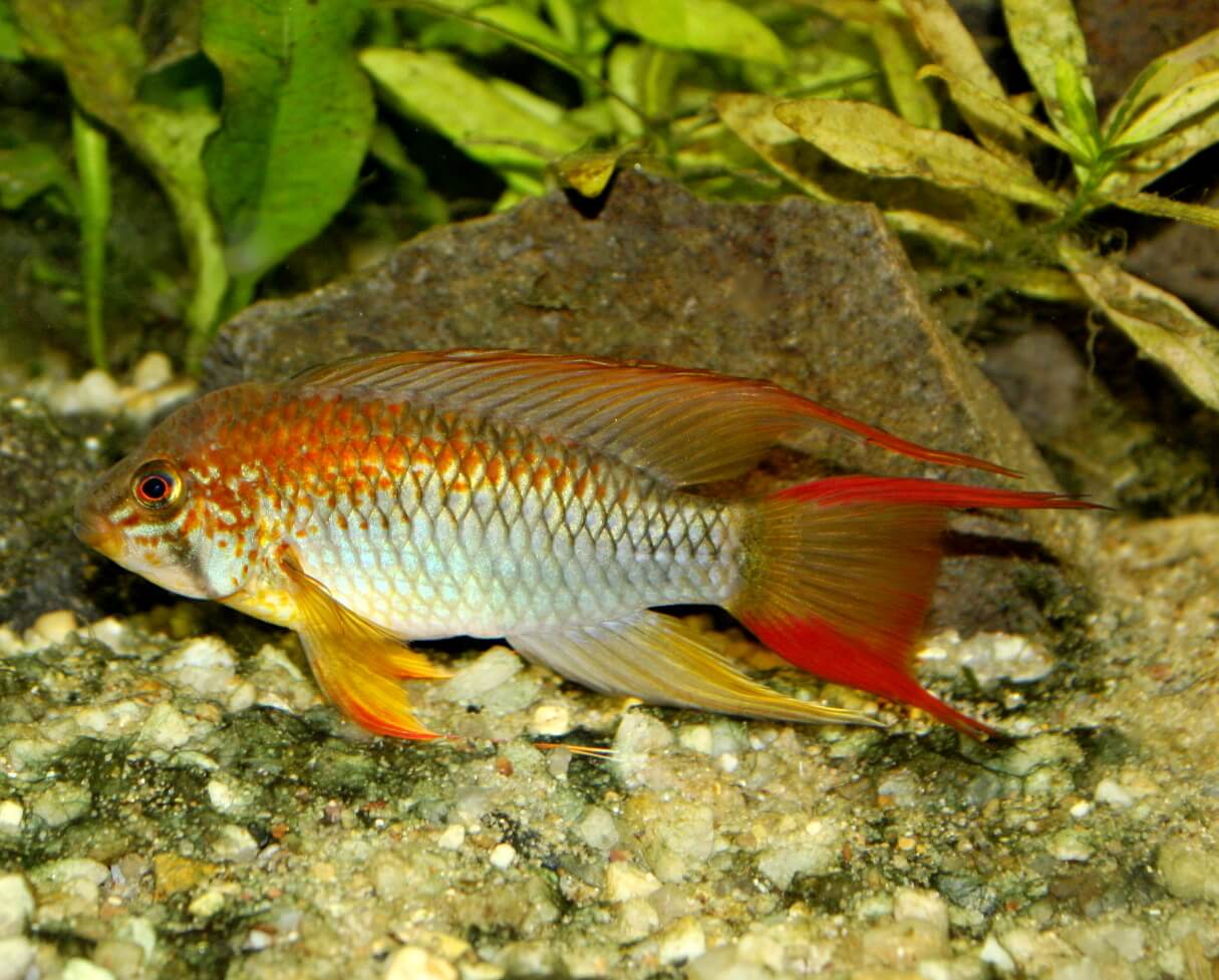 14. Another breeding form of Apistogramma macmasteri, again a male. This is the original form with a significantly smaller admixture of red, which we hardly see in aquariums anymore.