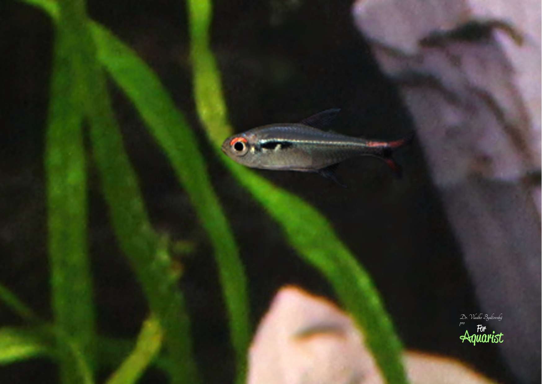 Hyphessobrycon montagi