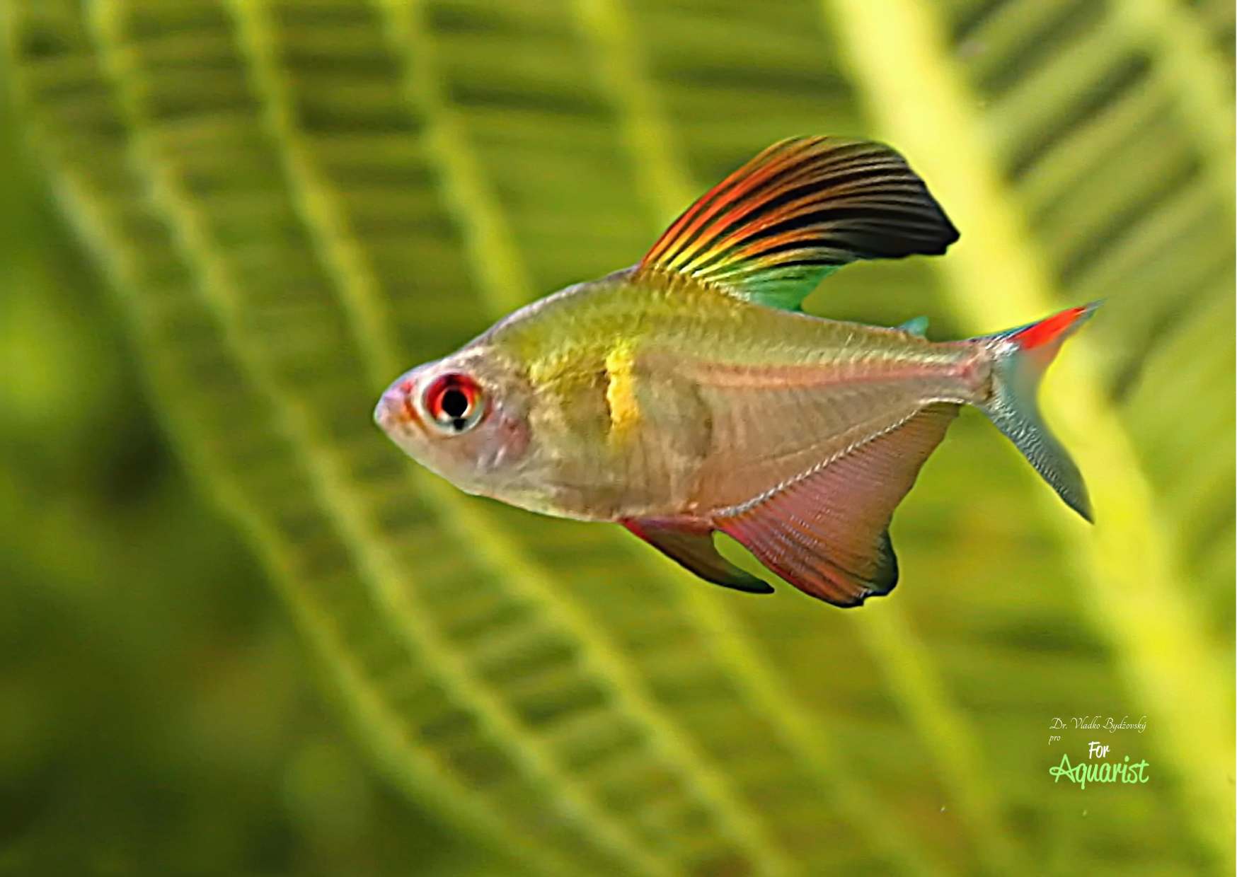 Hyphessobrycon paepkei