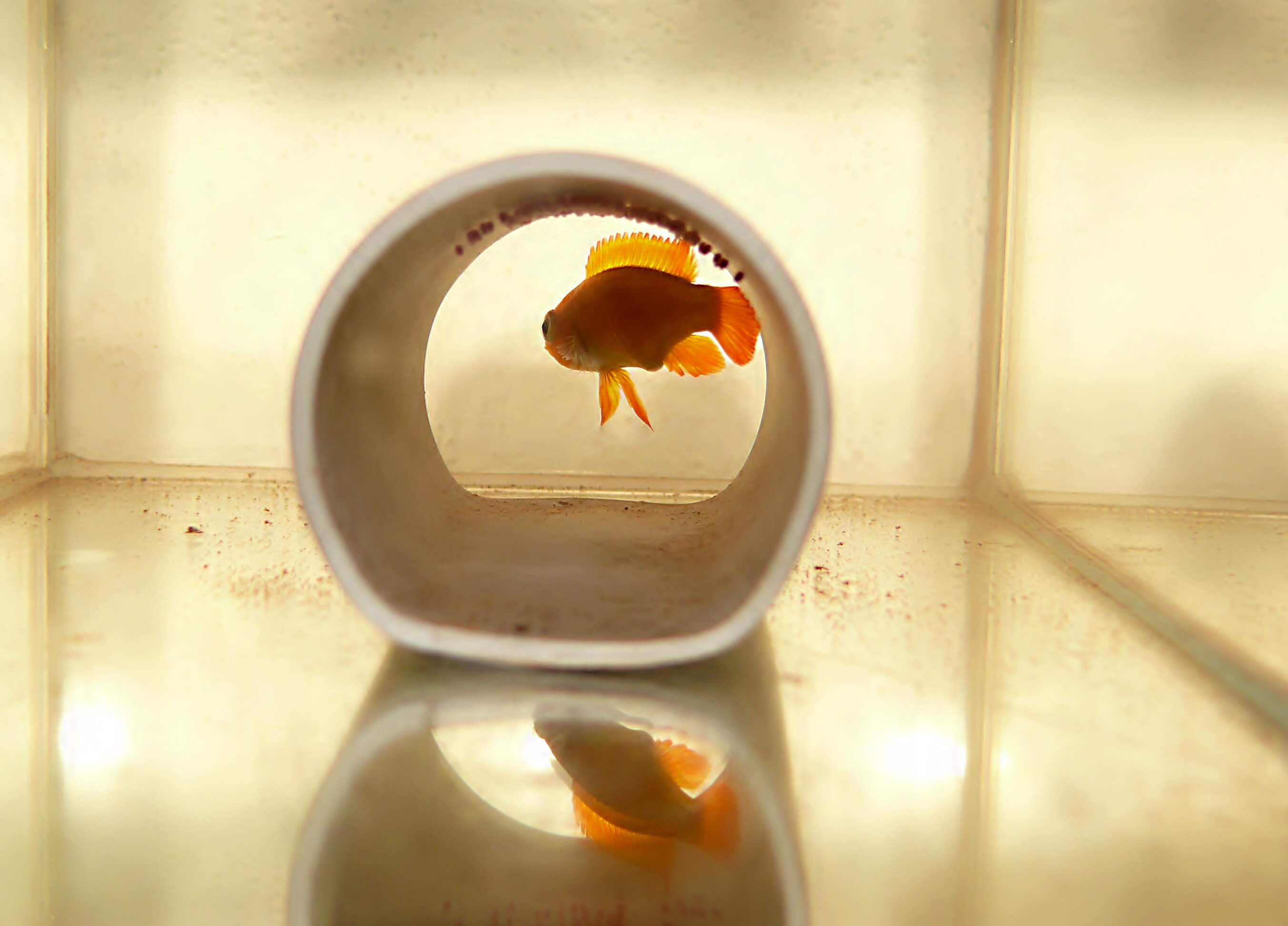 13.	Kiełbasa w tarze, samiec z przodu.