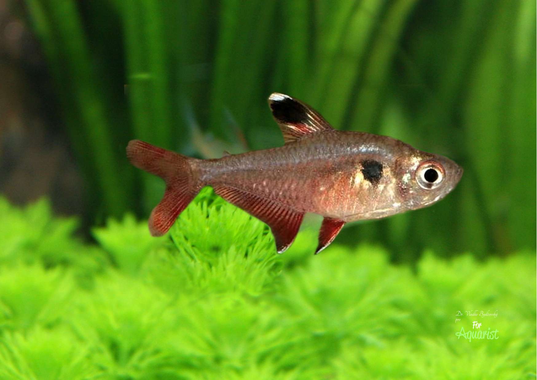 16 Hyphessobrycon pando samiec