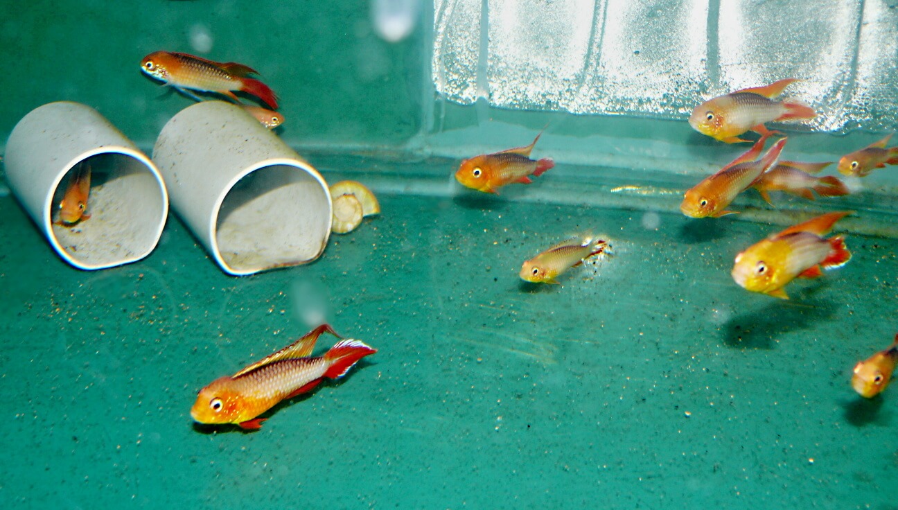 16.	Czasami zdarza się, że w wymazie są sami samce. Przyczyn jest cała masa.