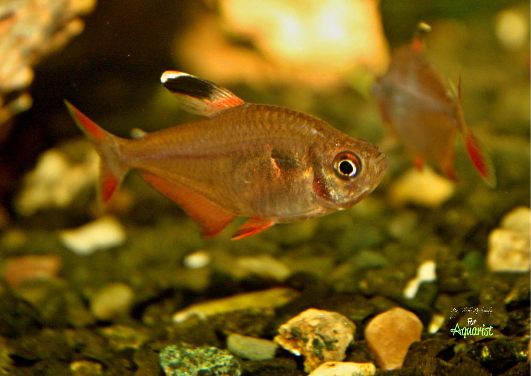 Hyphessobrycon pando samica