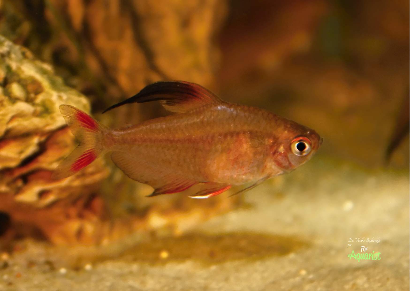 18 Hyphessobrycon rosaceus samiec