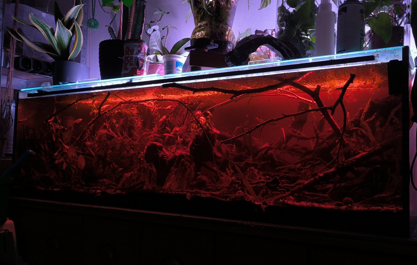 (200) 180l Red swamp, Southeast Asia, Channa bleheri