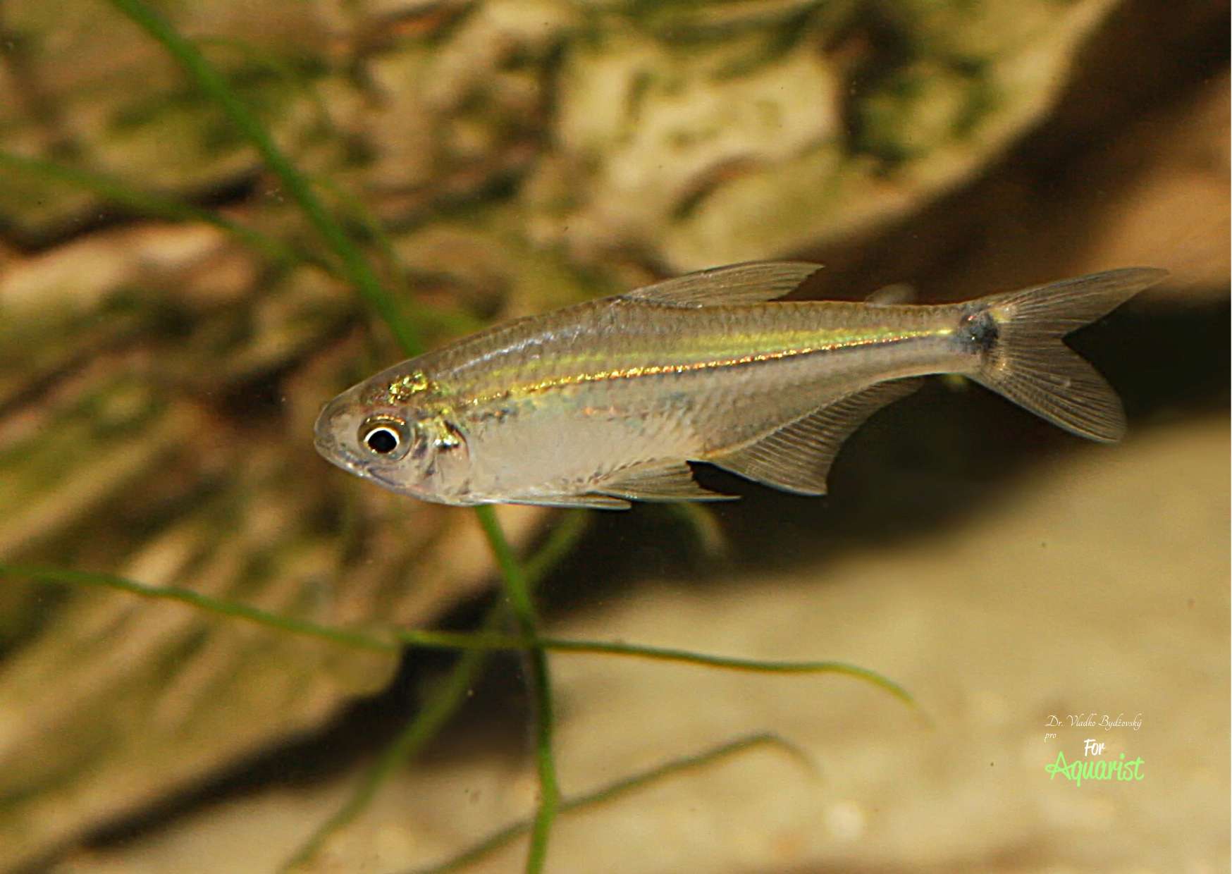 Hyphessobrycon sovichthys