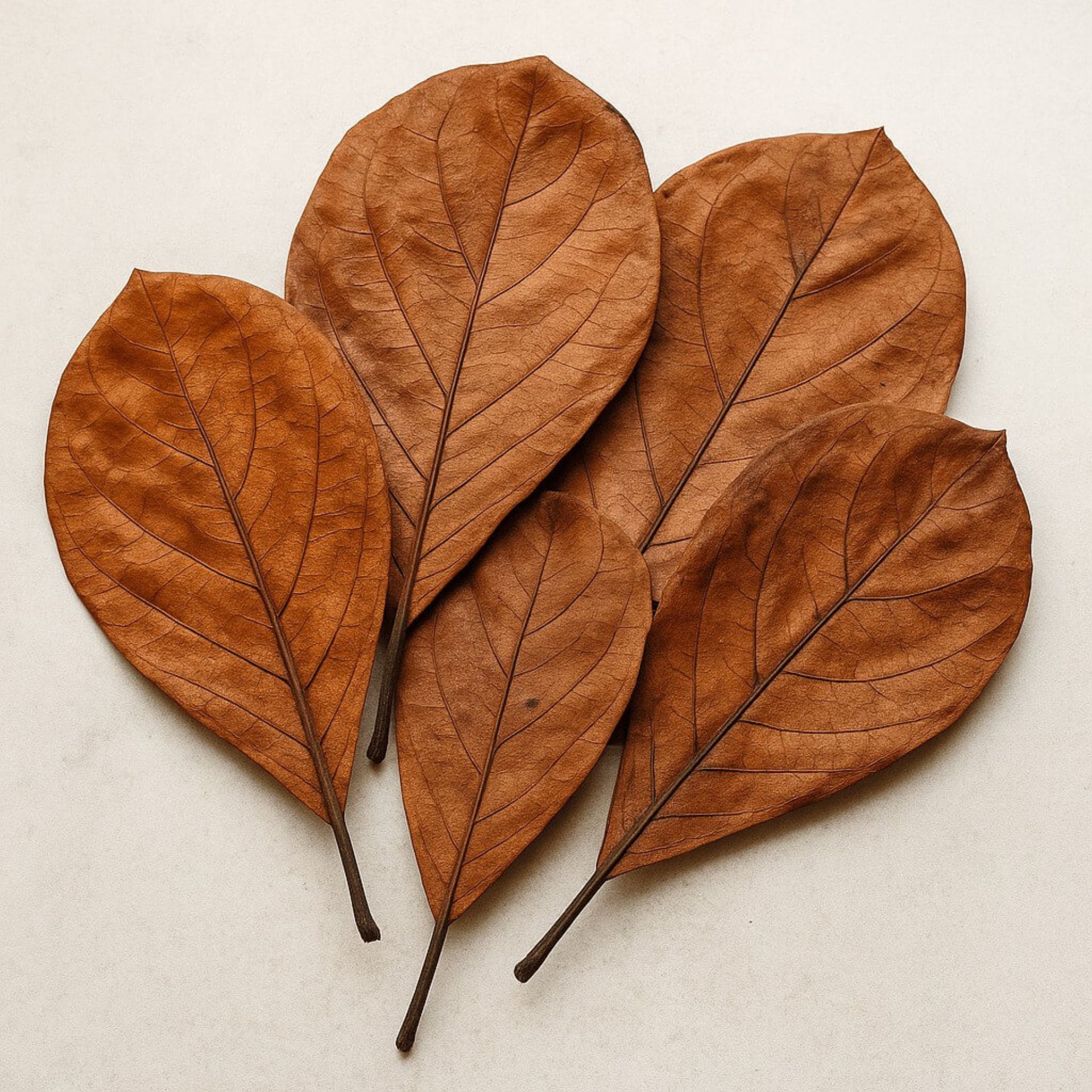 Liście migdałowca w akwarystyce