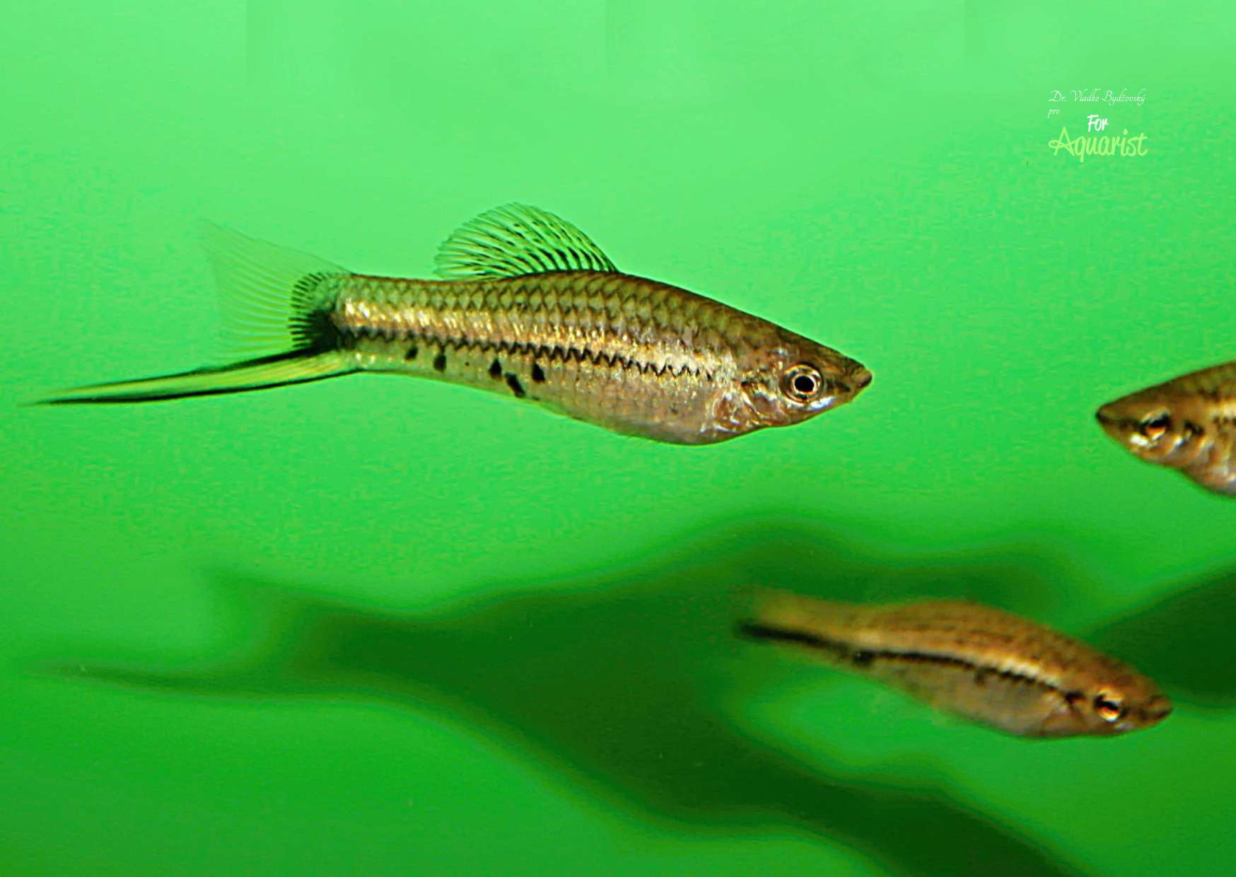 Among Montezuma swordtail males, there is a similar rivalry as with related species. The strongest male usually dominates the aquarium. Therefore, it is important to have enough hiding places so that lower-ranking rivals in the hierarchy have somewhere to hide.