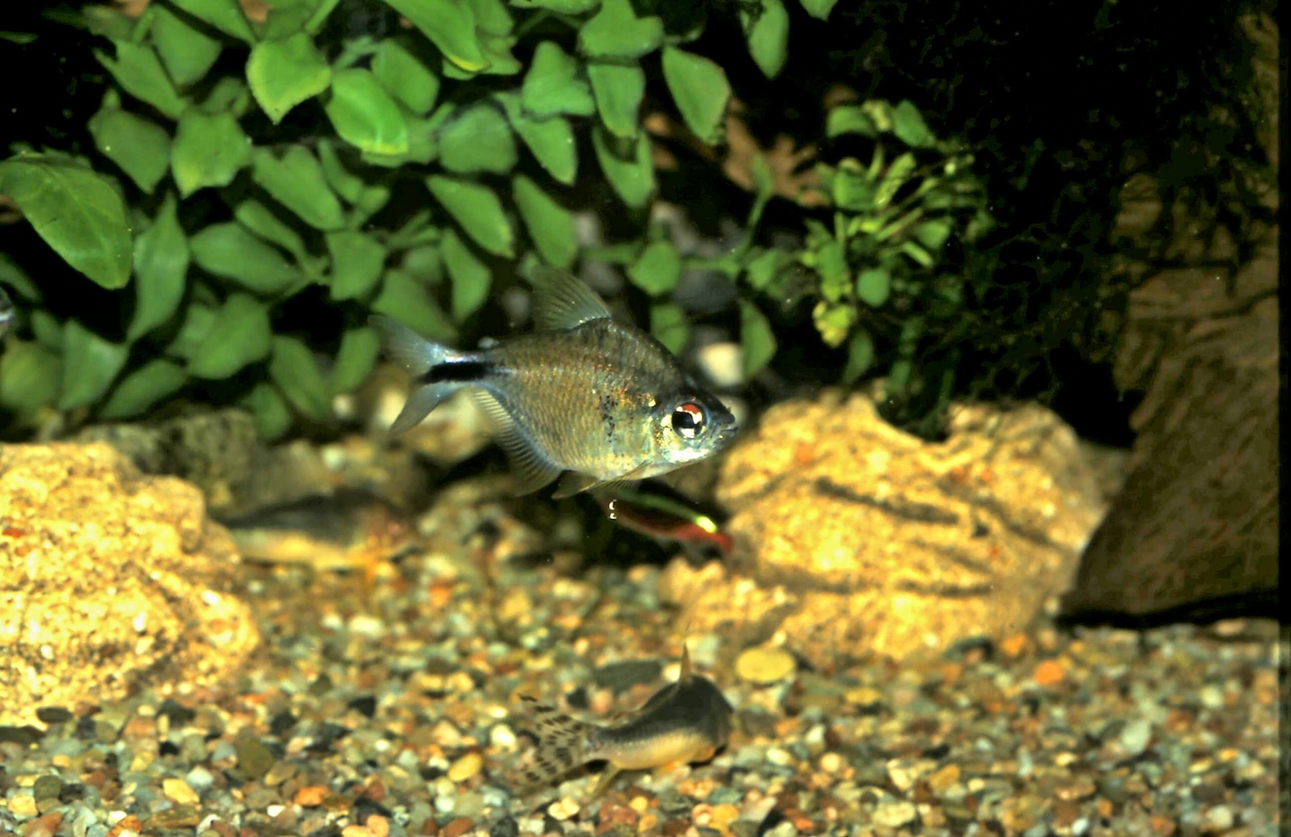 2.	Dospělá samička. 