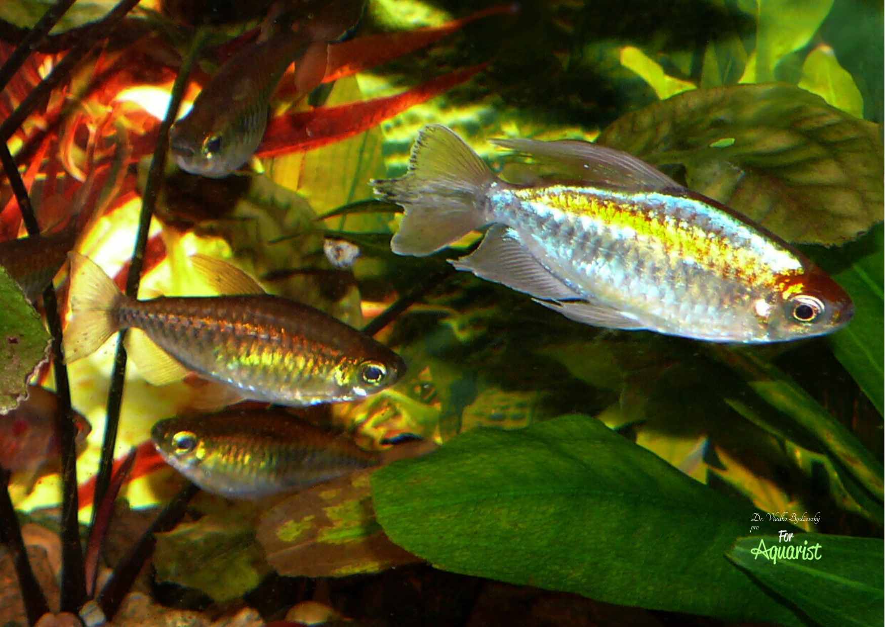 2. Sameček (vpravo) ve společnosti tří samiček (vlevo).