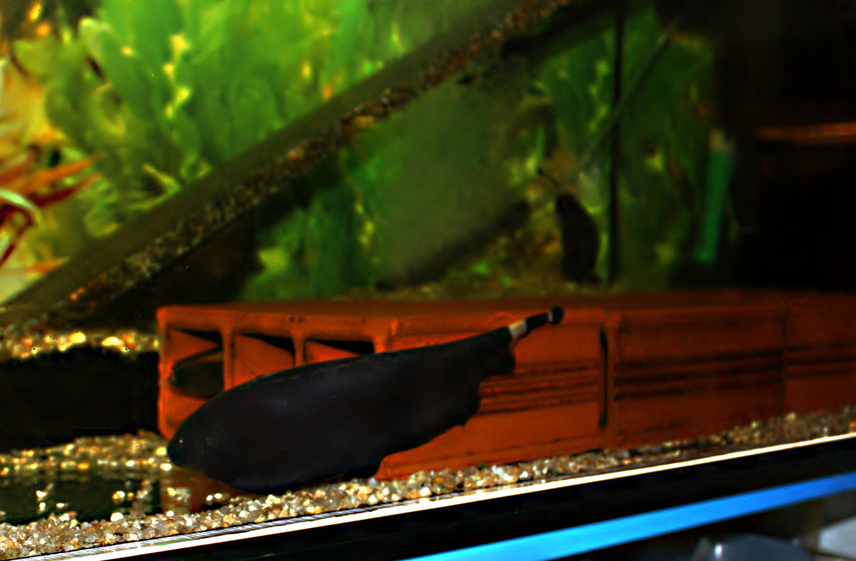 2.	Weibchen der Apteronotus albifrons.